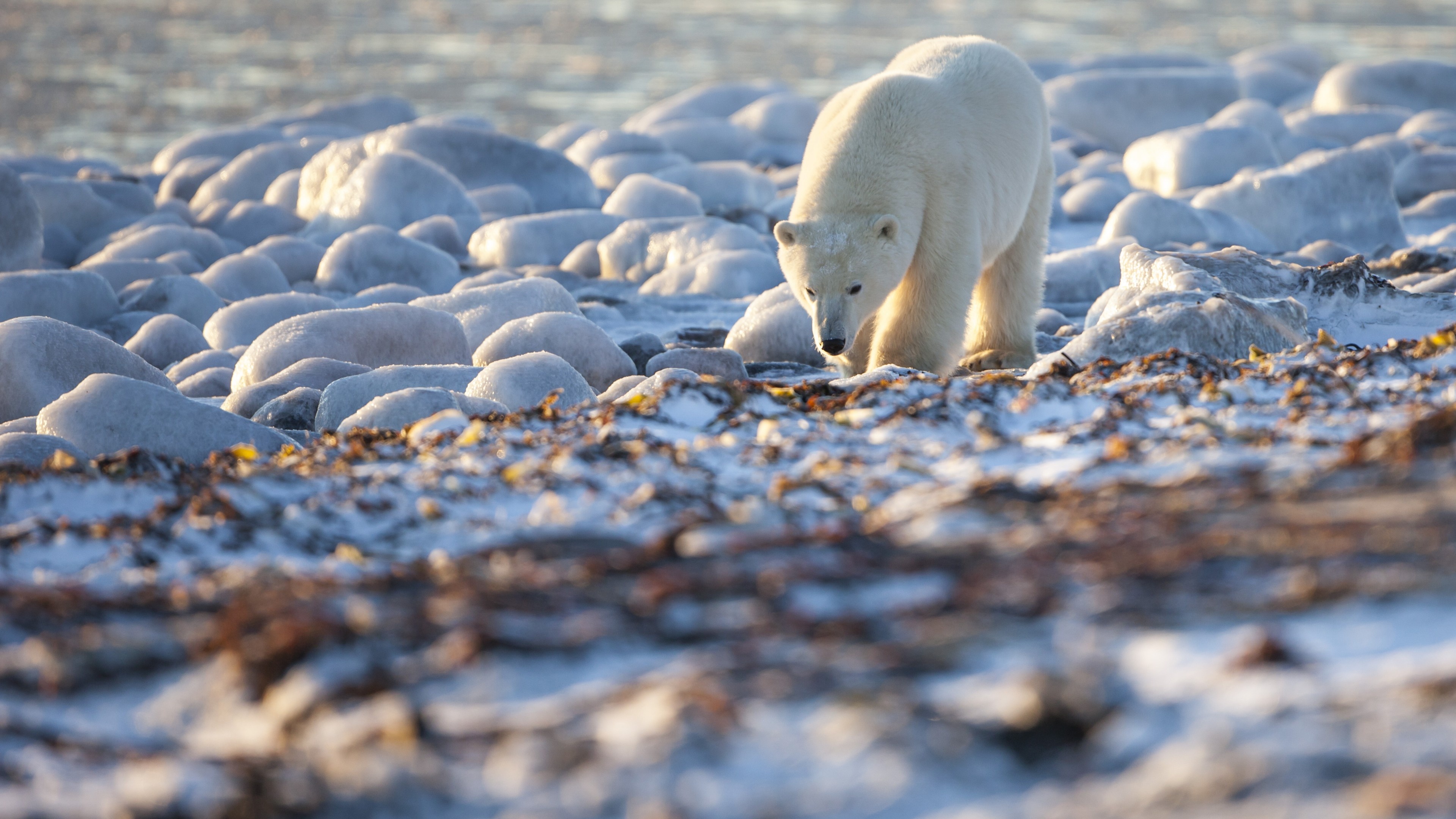 Coastal treasures, Arctic shoreline bliss, White fur marvel, Sunny Arctic beauty, 3840x2160 4K Desktop