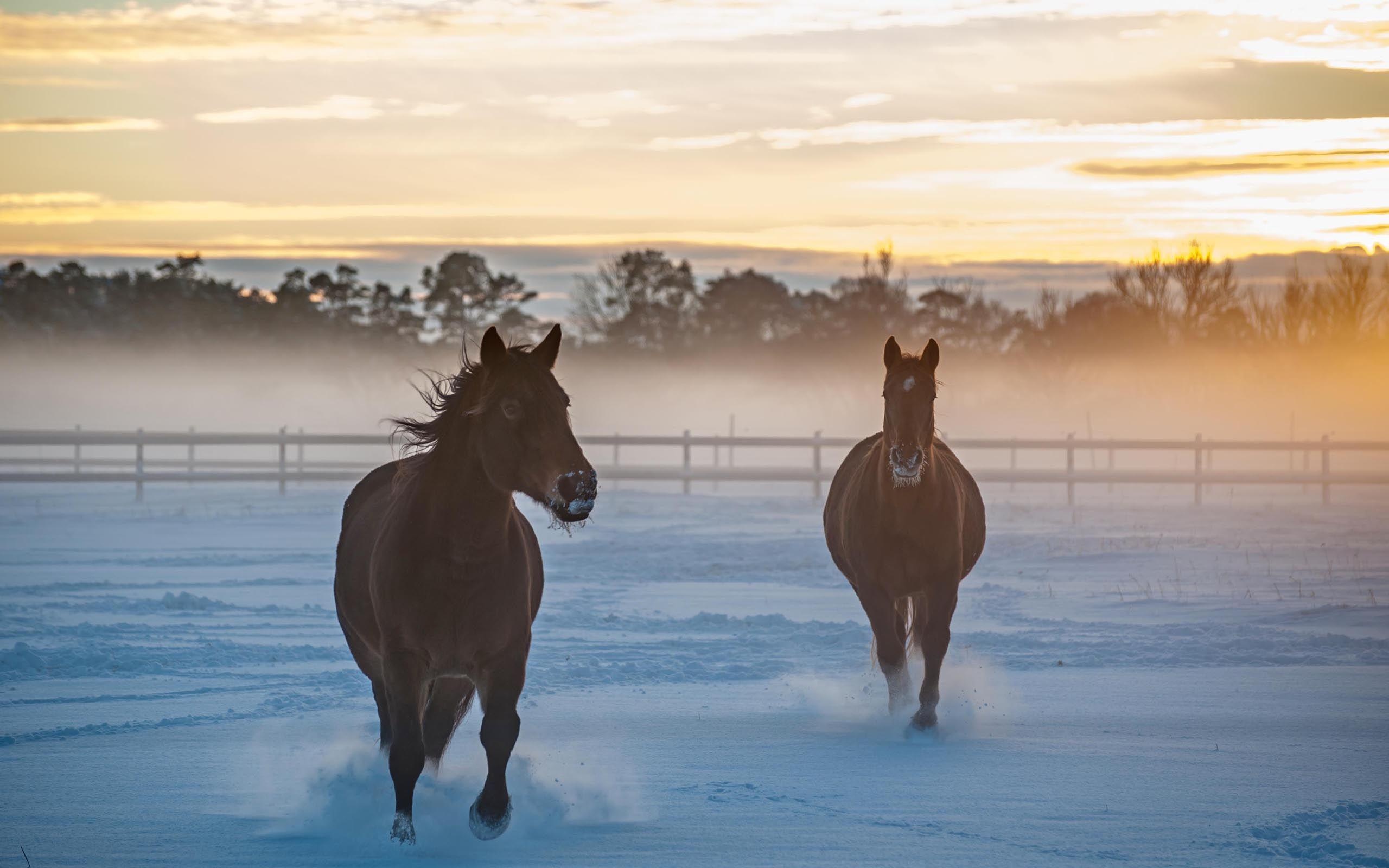 Horses in the snow, Gallant animals, Snowy beauty, Winter wildlife, 2560x1600 HD Desktop