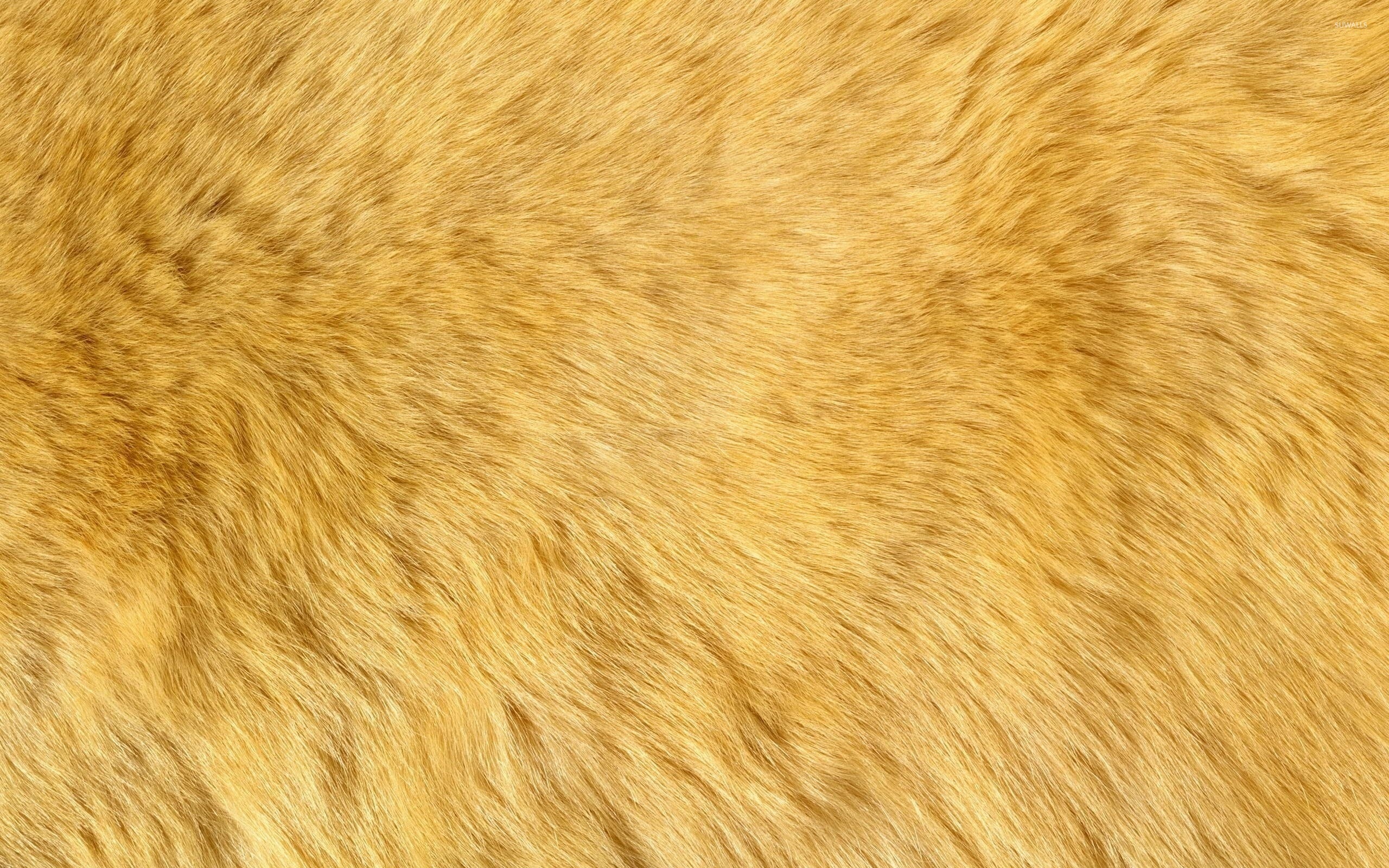 Ginger fur, Photography wallpapers, Textured background, Warm colors, 2560x1600 HD Desktop