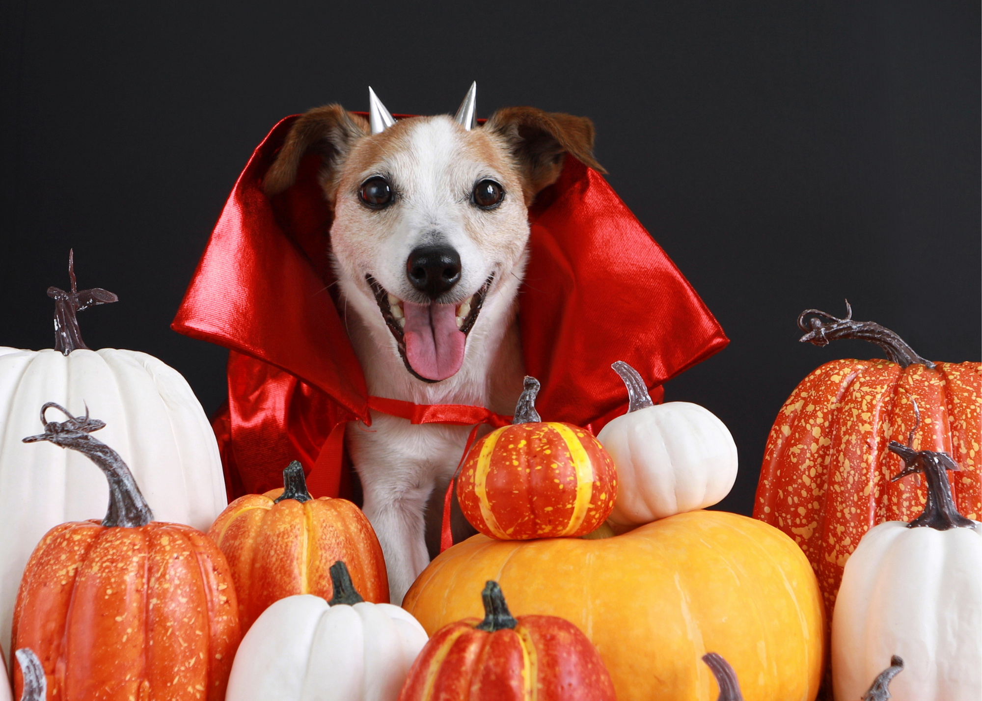 Halloween Pets, Safe celebrations, Puppy safety, Halloween tips, 2000x1430 HD Desktop