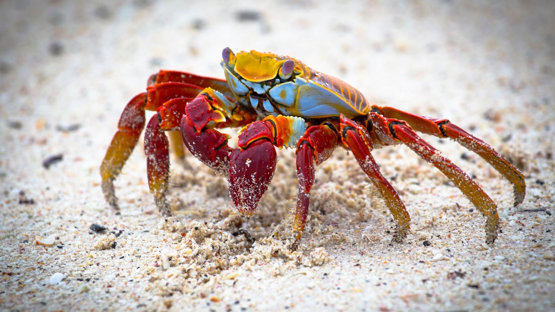 Crab: Swimming species use the hind legs as paddles to move when in water. 1920x1080 Full HD Wallpaper.