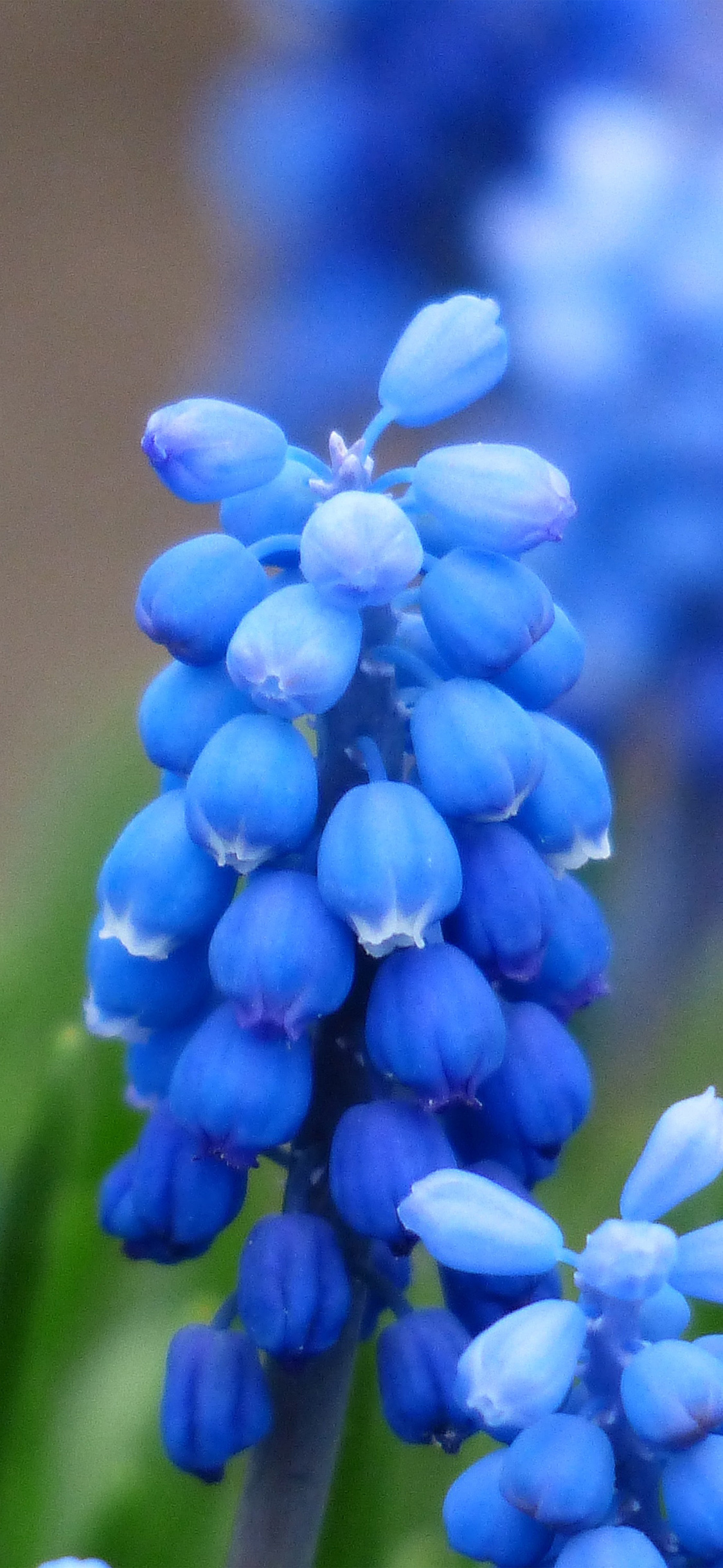 Bluebonnet, Muscari grape hyacinth, Blossom wallpaper, Nature beauty, 1130x2440 HD Phone