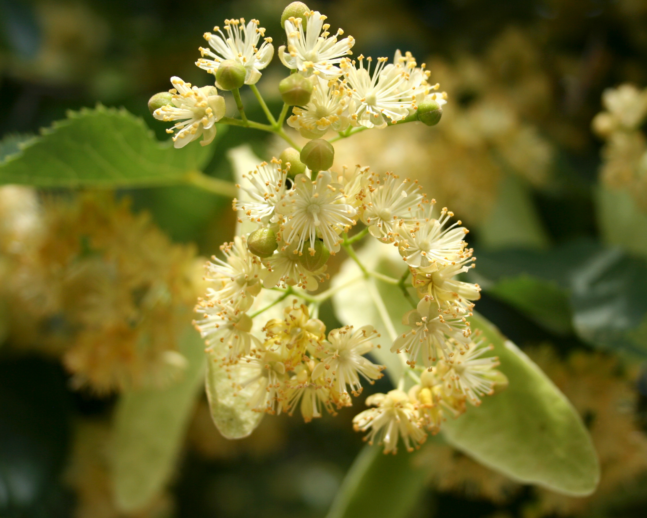 Myrtle Herb, Linden tree blossoms, Health benefits, Summer flowering, 2200x1770 HD Desktop