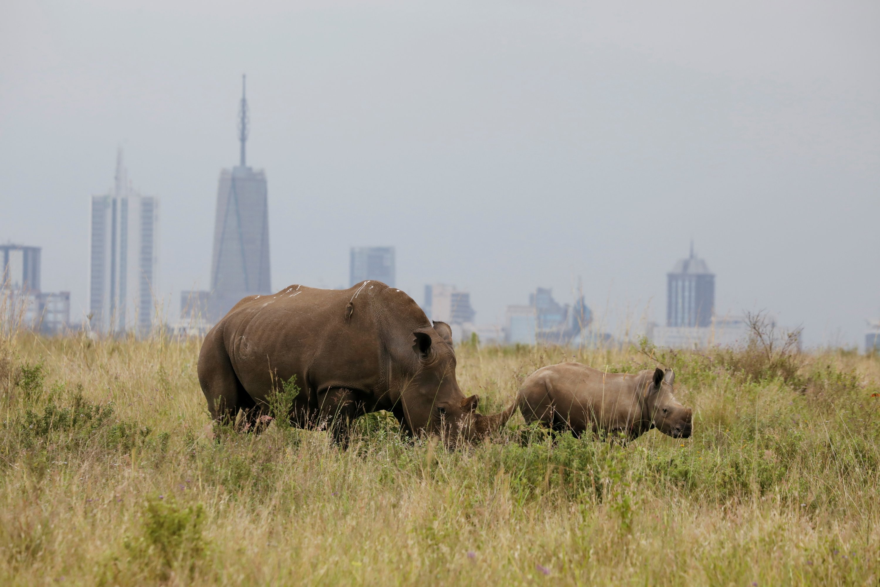 Nairobi city, Safari experiences, Wildlife roaming, Threats to freedom, 3000x2000 HD Desktop