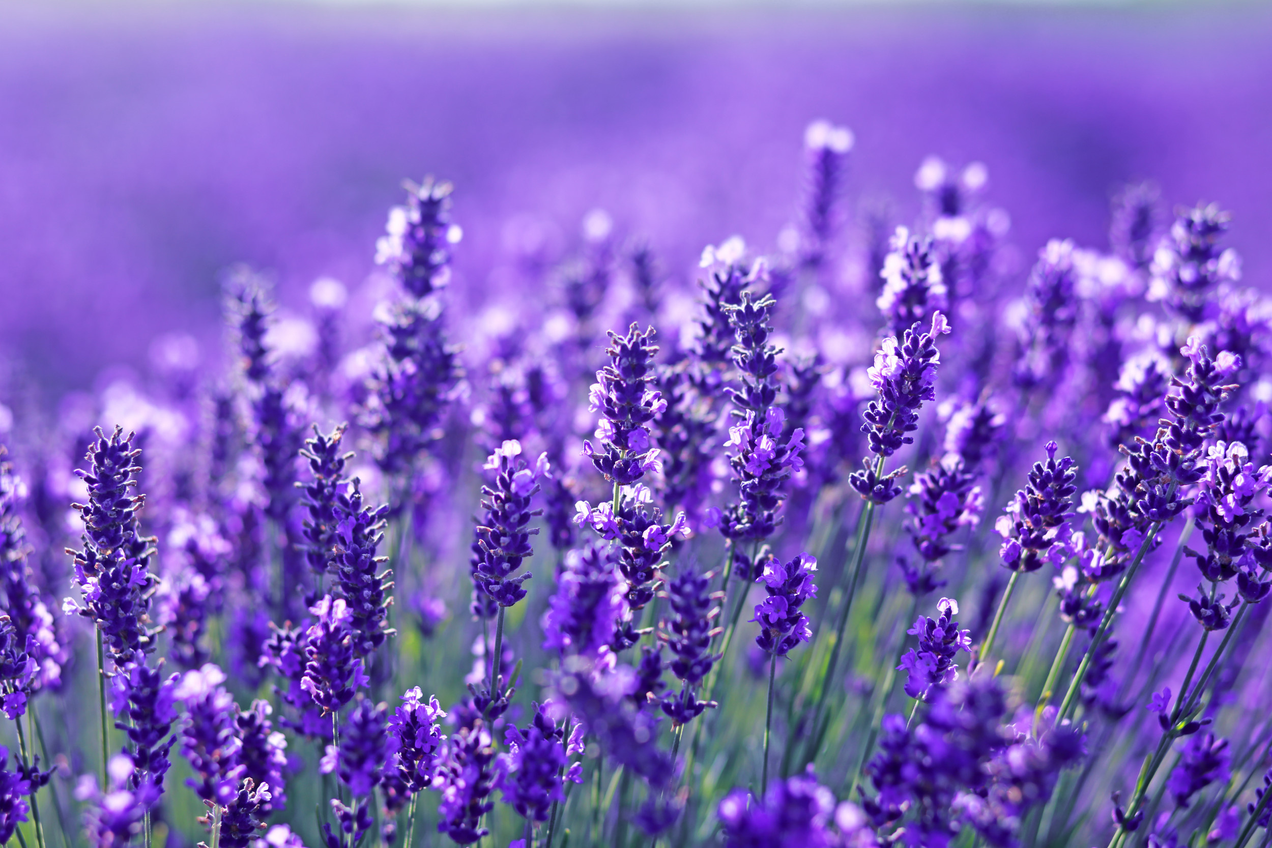 Health benefits of lavender, Soothes the soul, Natural remedy, Calming aroma, 2500x1670 HD Desktop
