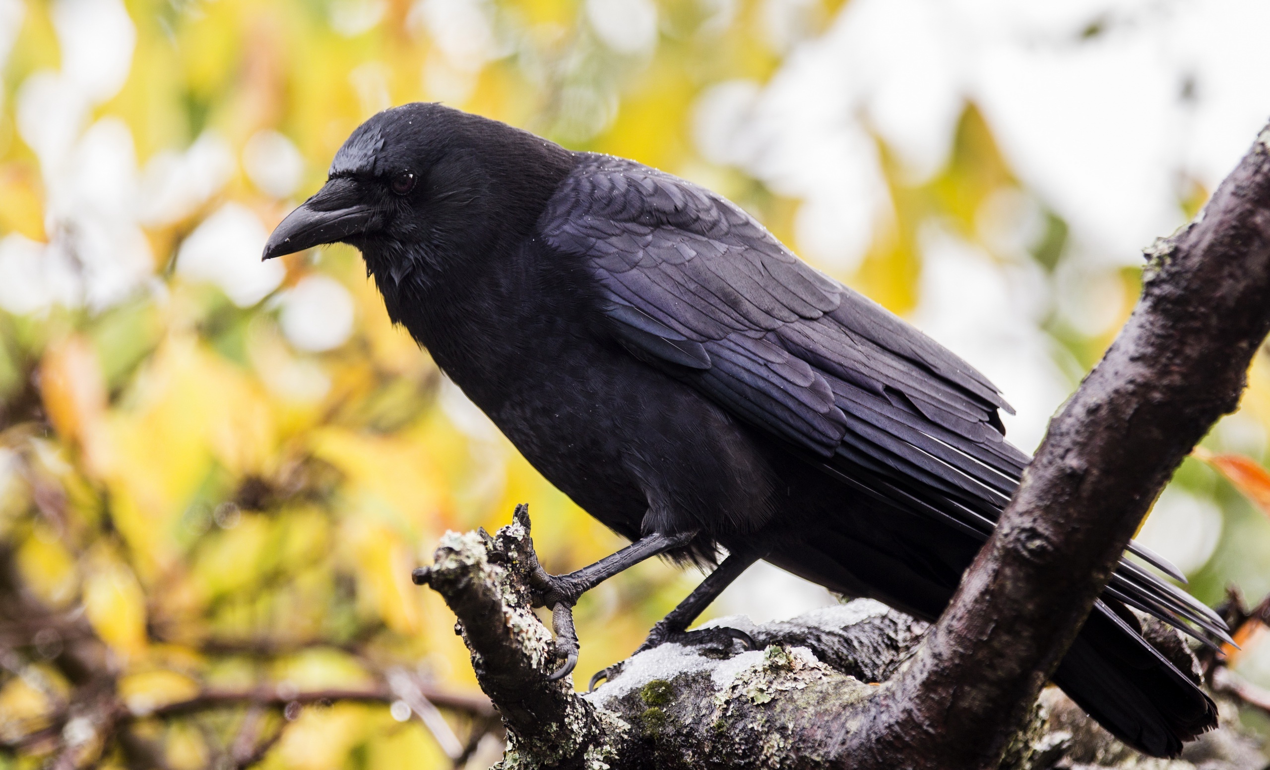 Crow images, Bird photography, Dark theme, 2560x1560 HD Desktop