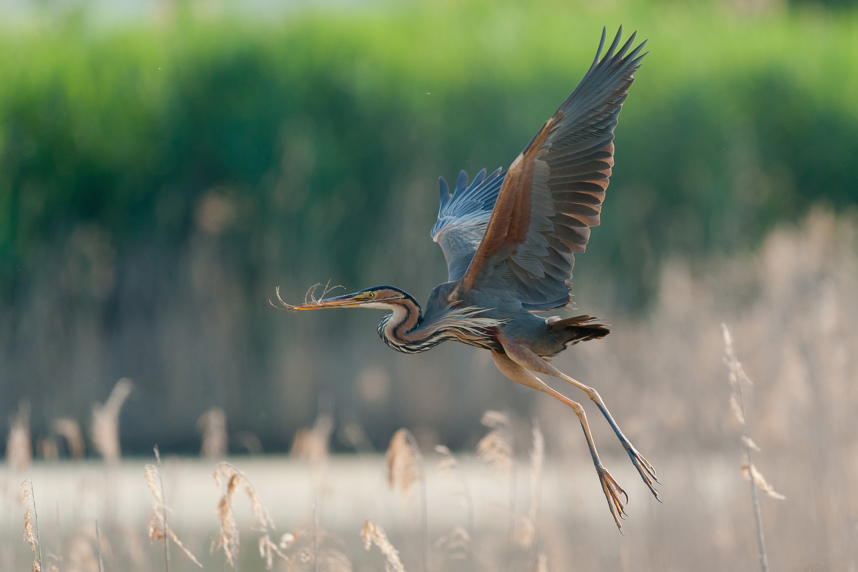 Great blue heron wallpapers, Nature photography, Wetland creatures, Wildlife beauty, 3000x2000 HD Desktop