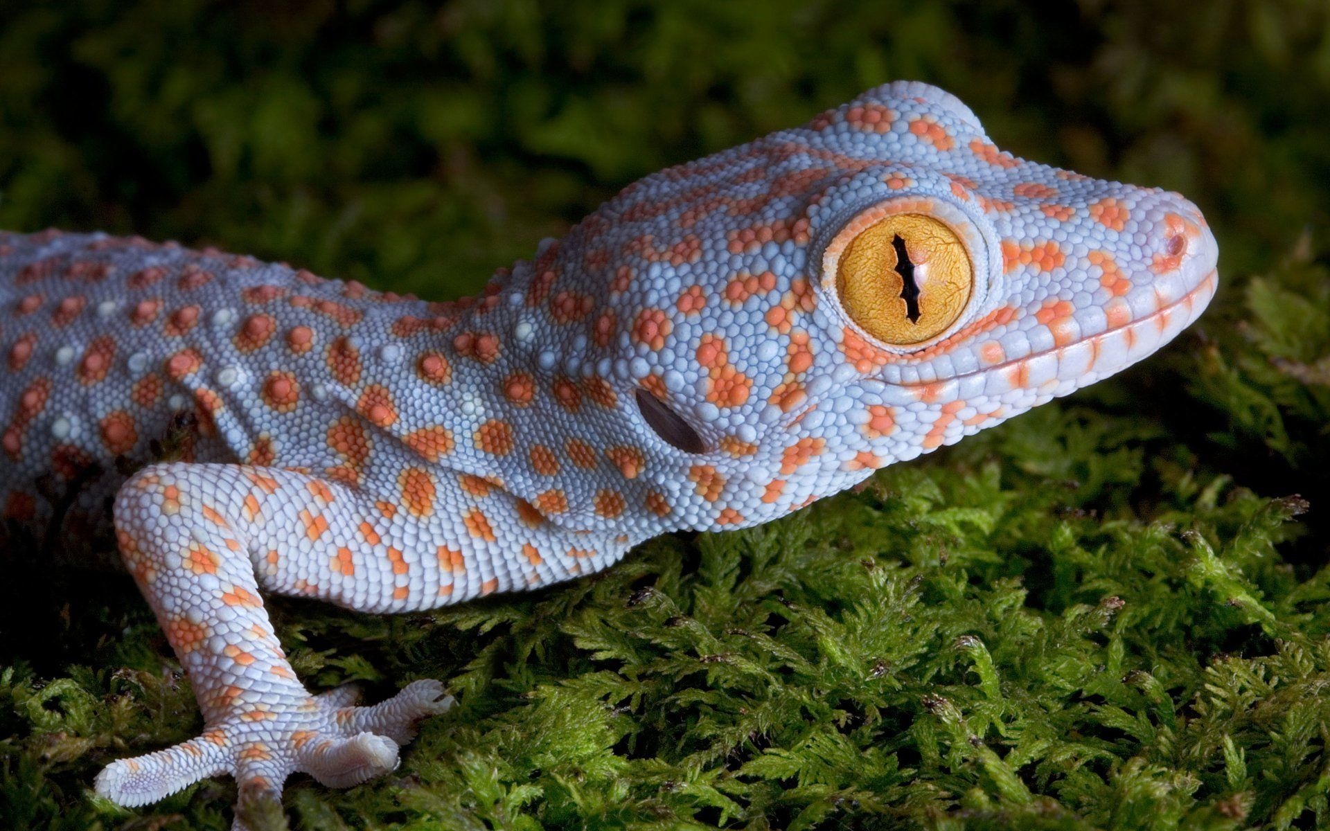 Gecko: Reptiles possessing four legs, external ear openings and movable eyelids. 1920x1200 HD Background.