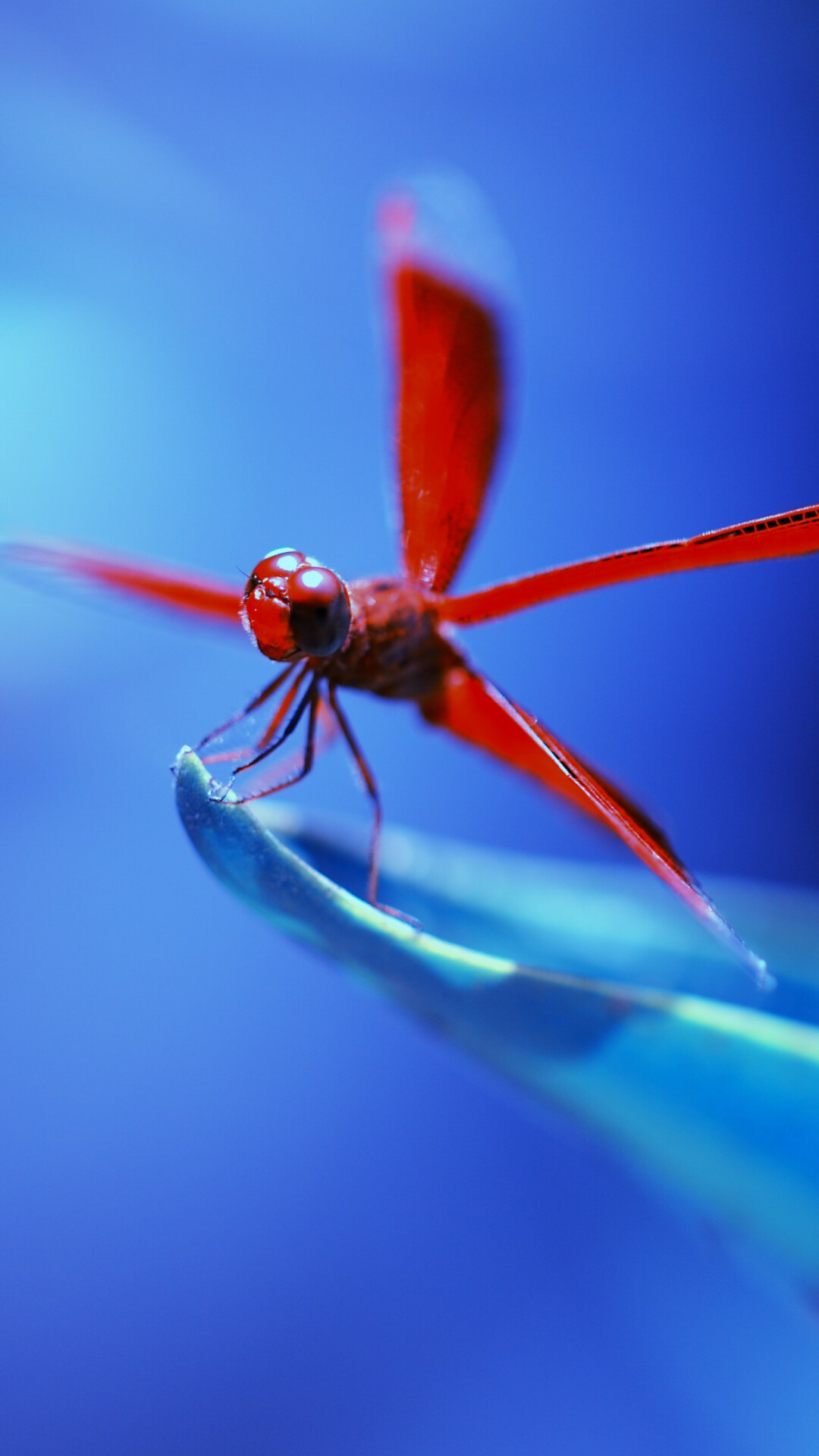 Dragonfly: Has two sets of wings which can be used simultaneously or one after another. 1080x1920 Full HD Wallpaper.