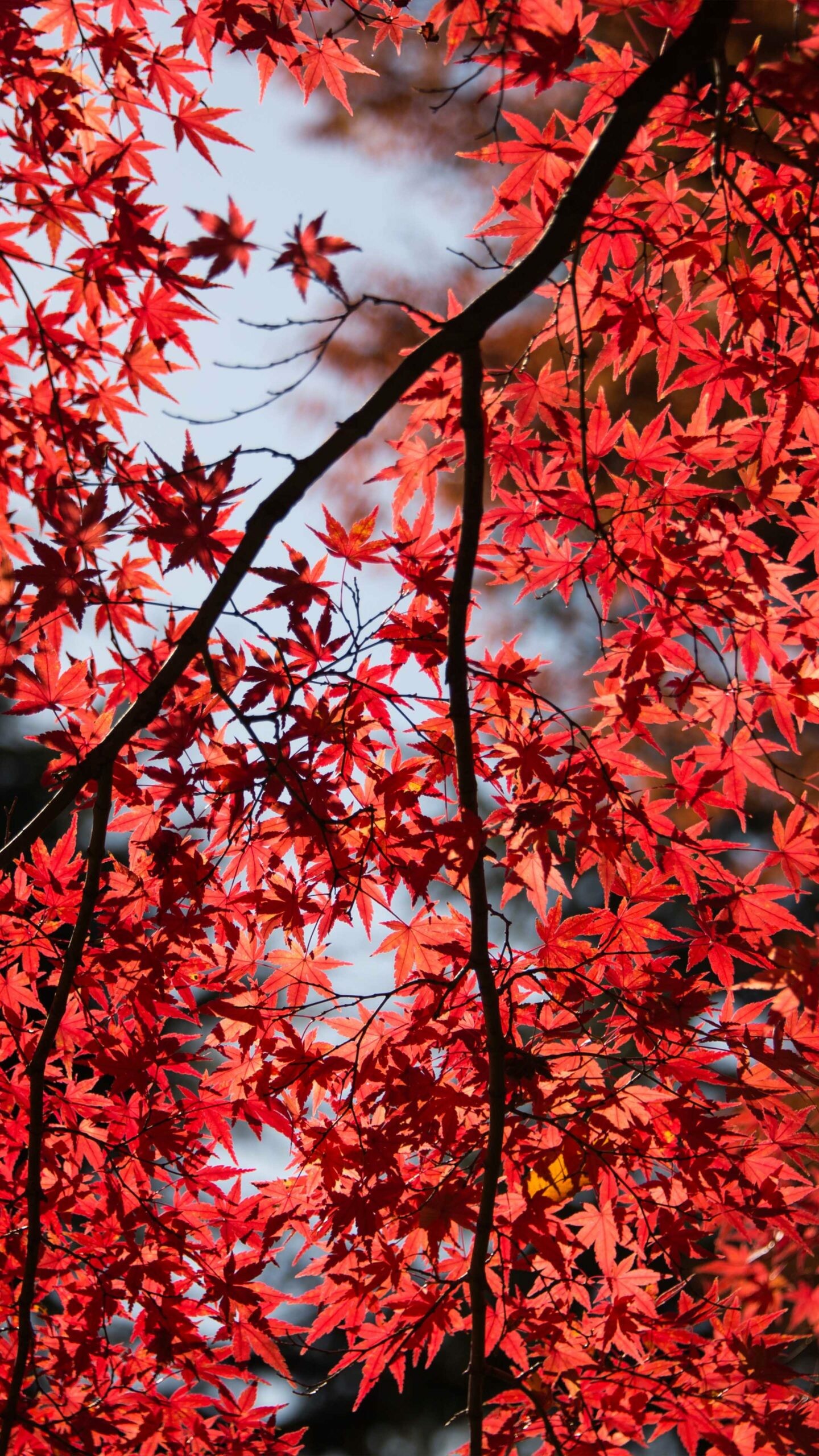 Baum (Natur), Feuerrote Ahornbltter, Herbstwunder, Strahlende Farben, 1440x2560 HD Handy