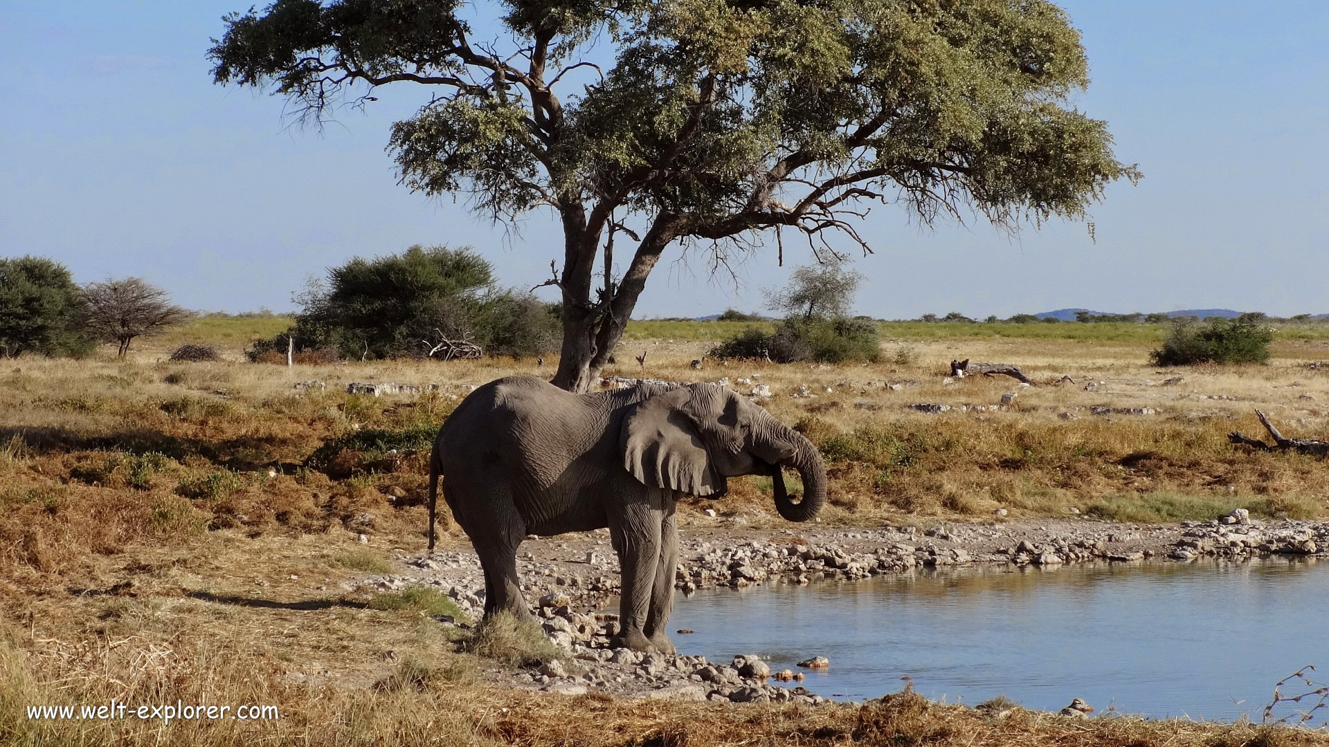 Etosha National Park, Namibian wilderness, Wildlife sanctuary, Safari experience, 1920x1080 Full HD Desktop