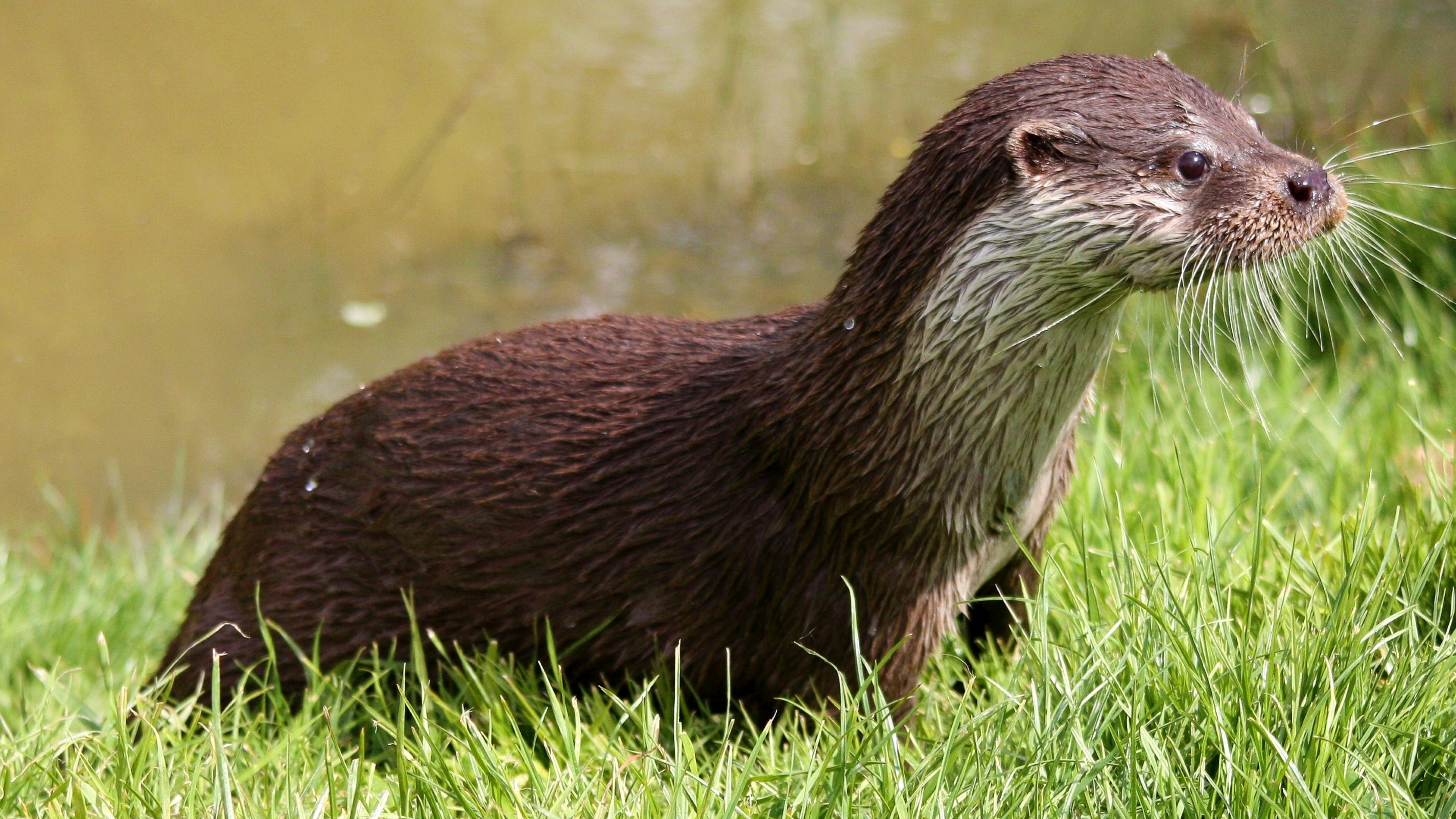Curious otter, Wet grass, Standing profile, Wildlife, 3840x2160 4K Desktop