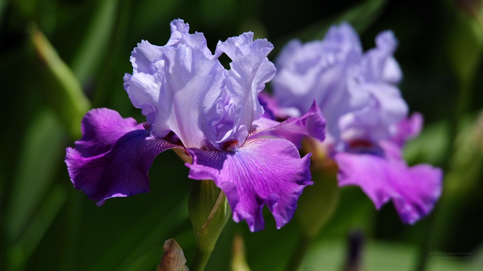 Iris flower wallpaper, Exquisite floral beauty, Captivating blooms, Purple iris charm, 1920x1080 Full HD Desktop