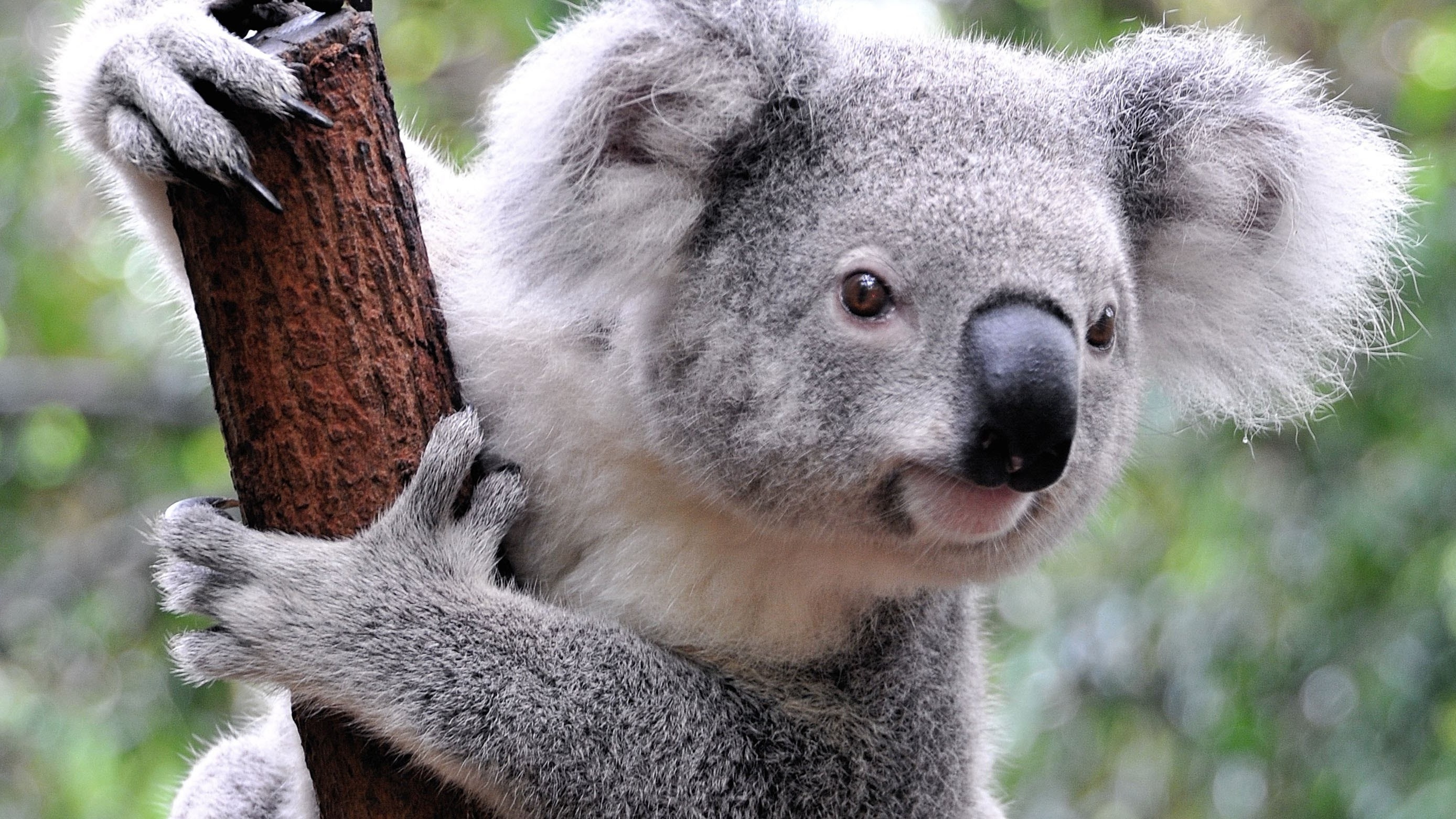 Koalas mammals, HD desktop, Mobile backgrounds, 2780x1570 HD Desktop
