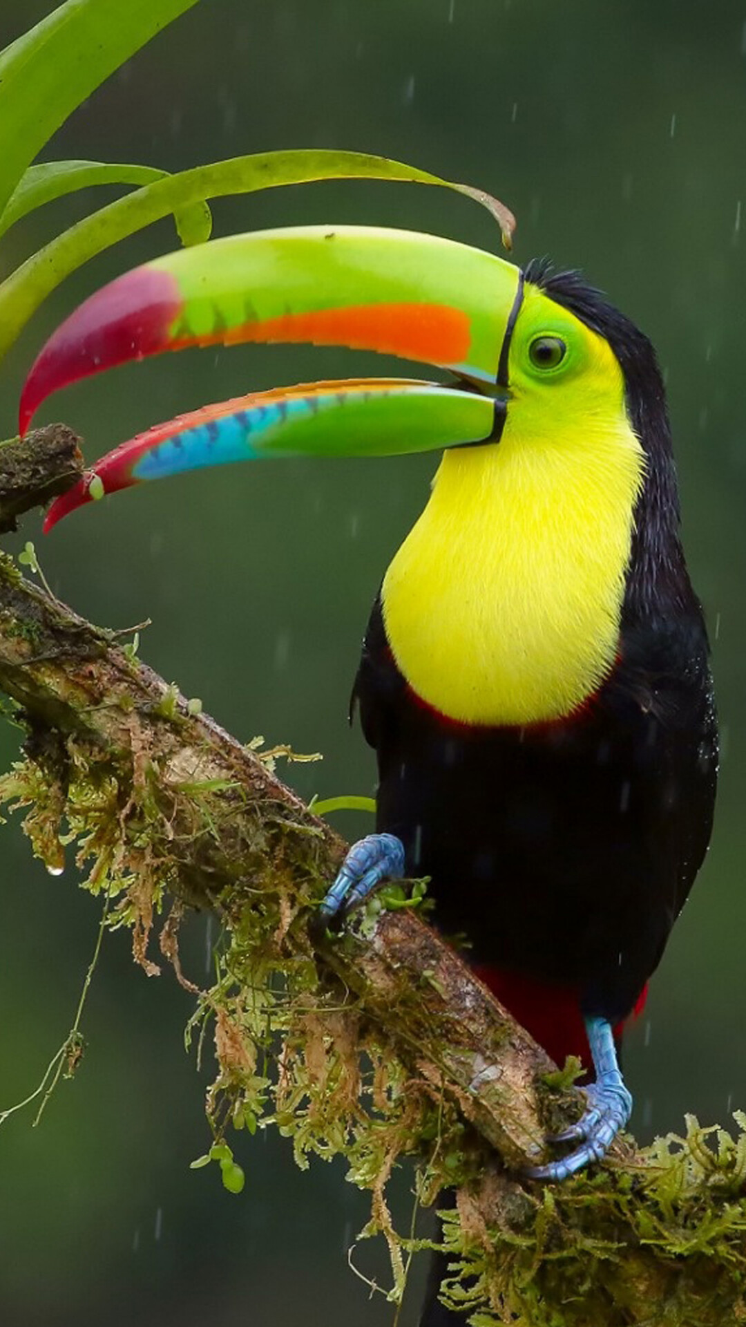 Bird: Toucan, Native to the Neotropics in Southern Mexico through Central America. 1080x1920 Full HD Wallpaper.