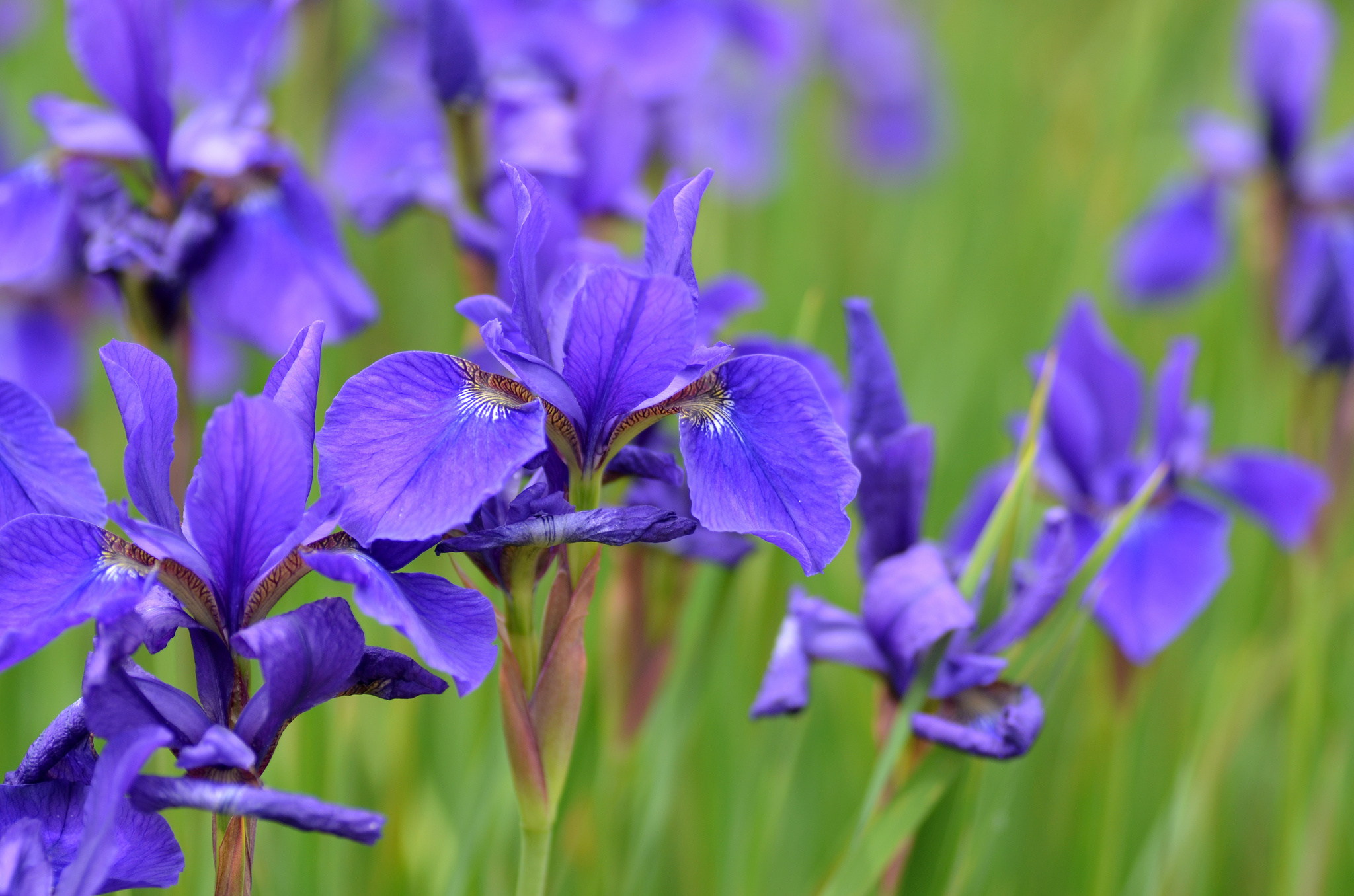 Iris, Purple flower wallpaper, 2050x1360 HD Desktop