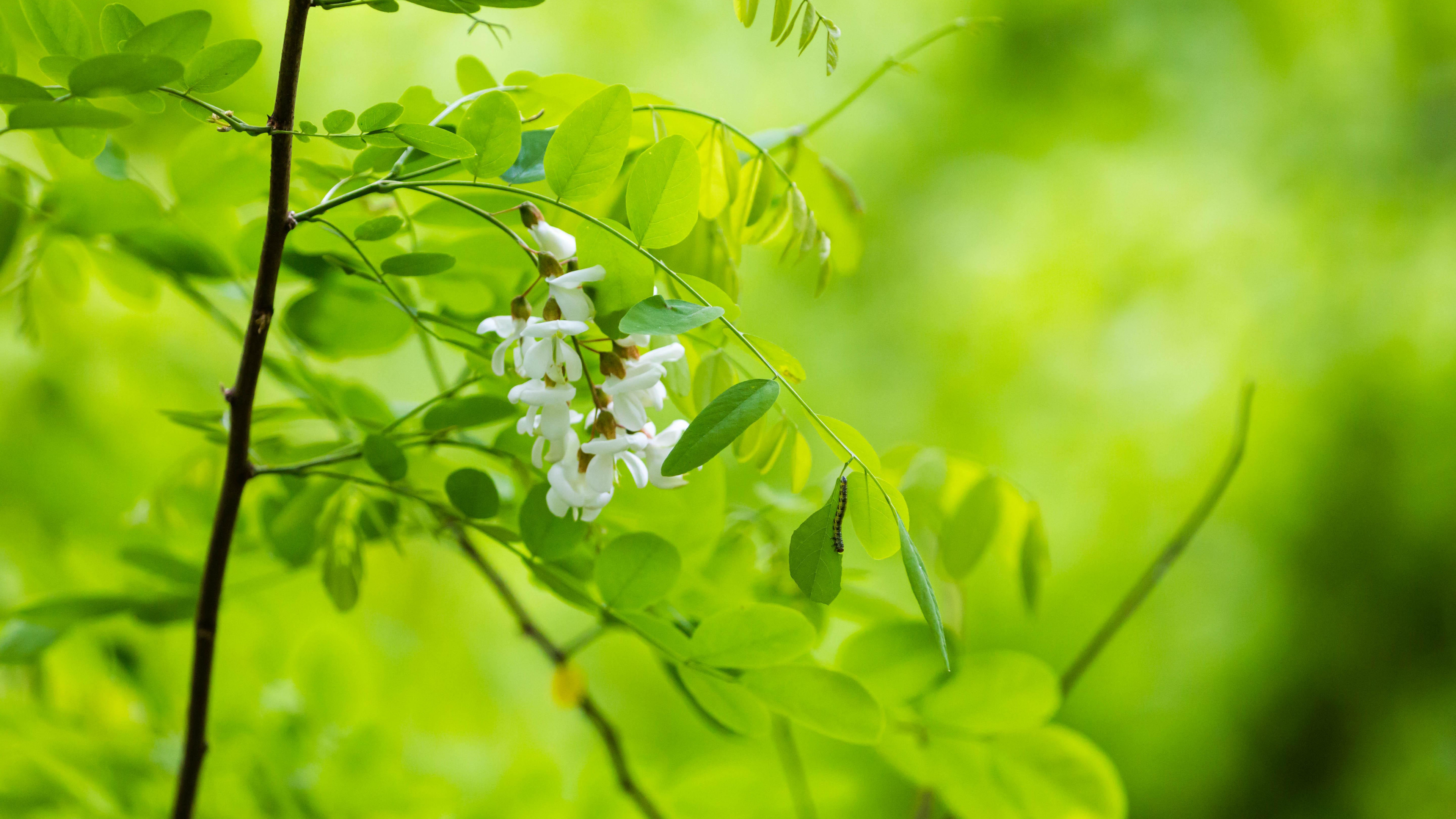 Acacia Tree, Nature's beauty, Macro photography, Green leaves, 3840x2160 4K Desktop