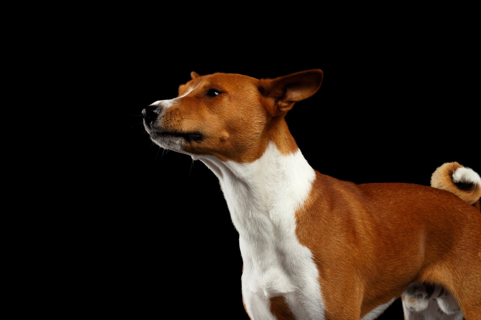 Basenji Dog, Beautiful wallpapers, Captivating images, Artistic backgrounds, 1920x1280 HD Desktop