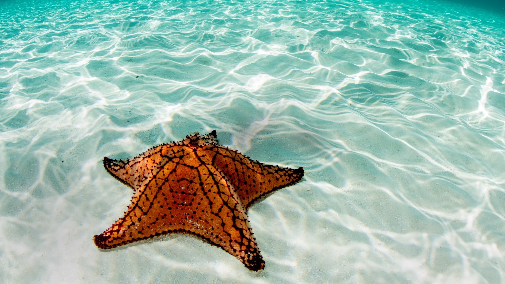 Sea Star: West Indian starfish, The coast of Belize, Mesoamerican Barrier Reef System. 1920x1080 Full HD Wallpaper.