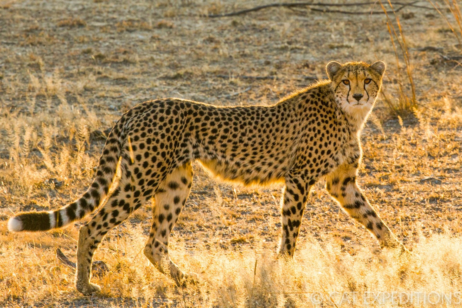 Ethical cheetah photo tours, Unique experience, Conservation-minded travel, Close encounter, 1920x1280 HD Desktop