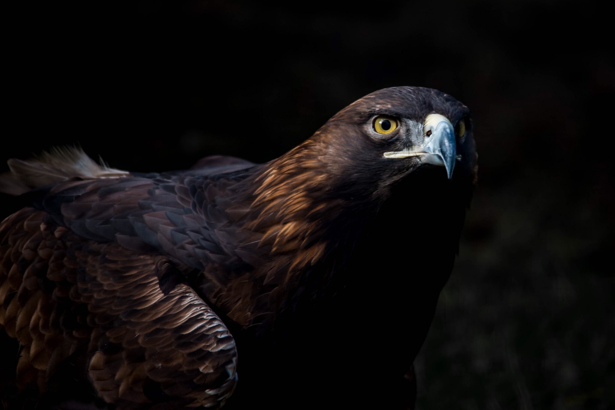 Golden Eagle: A bird of prey in the family Accipitridae, A large hooked beak enabling to rip the flesh from the prey. 2050x1370 HD Wallpaper.