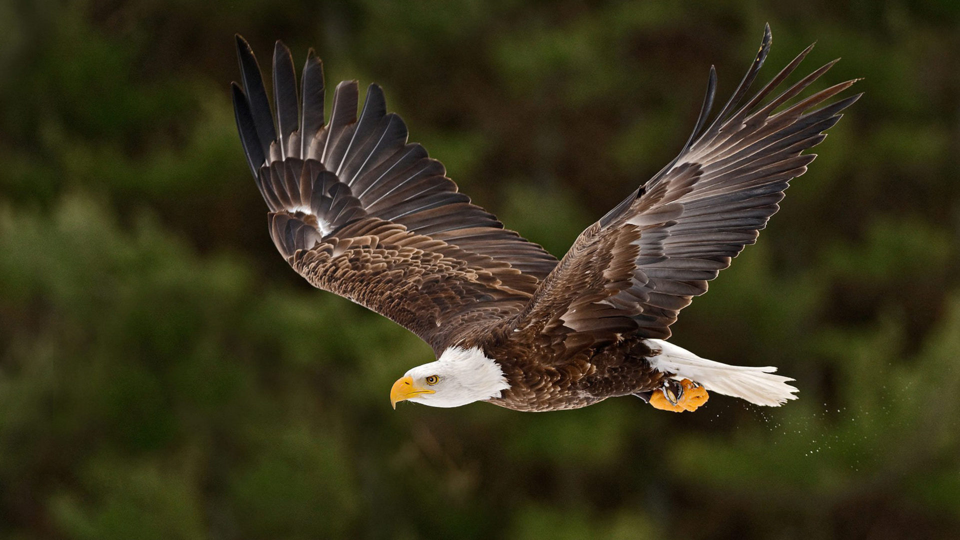 Bald eagle in flight, Spread wings, Stretched claws, Powerful presence, 1920x1080 Full HD Desktop