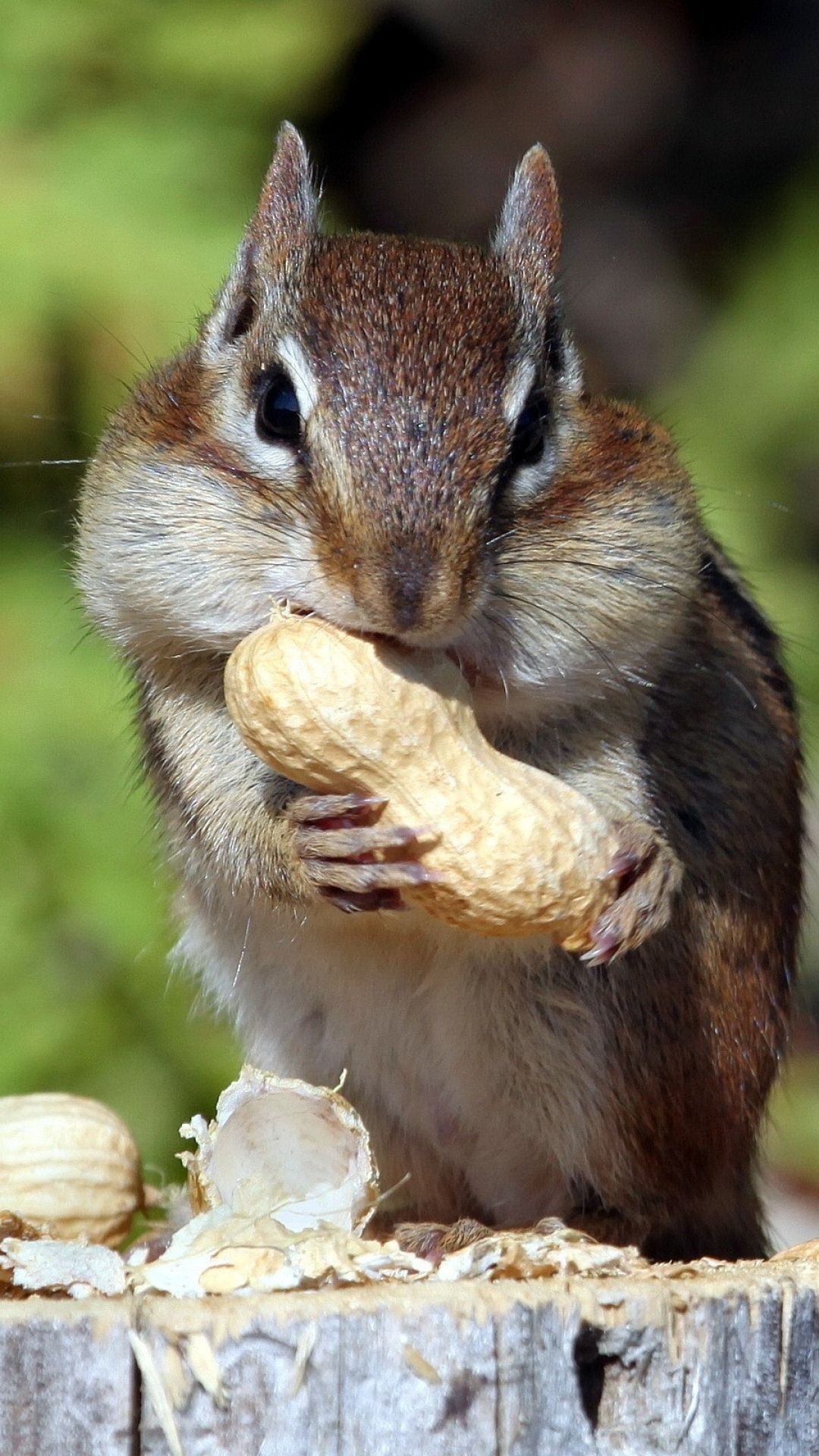 Chipmunk: A type of ground squirrel, Wild animals, Rodent. 1080x1920 Full HD Wallpaper.