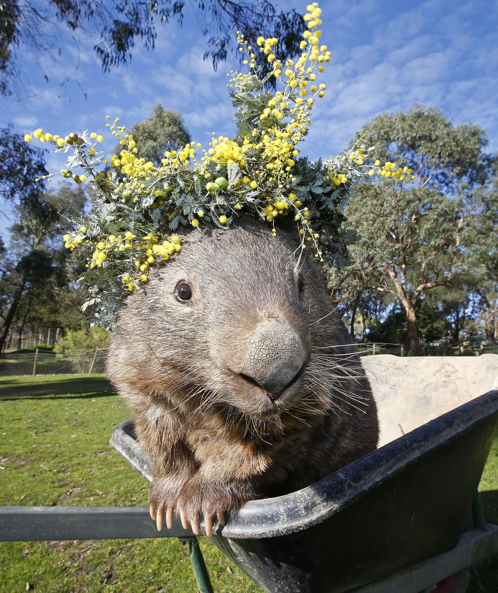 Patrick the wombat, Animal obituary, Australian news, 1680x2000 HD Phone