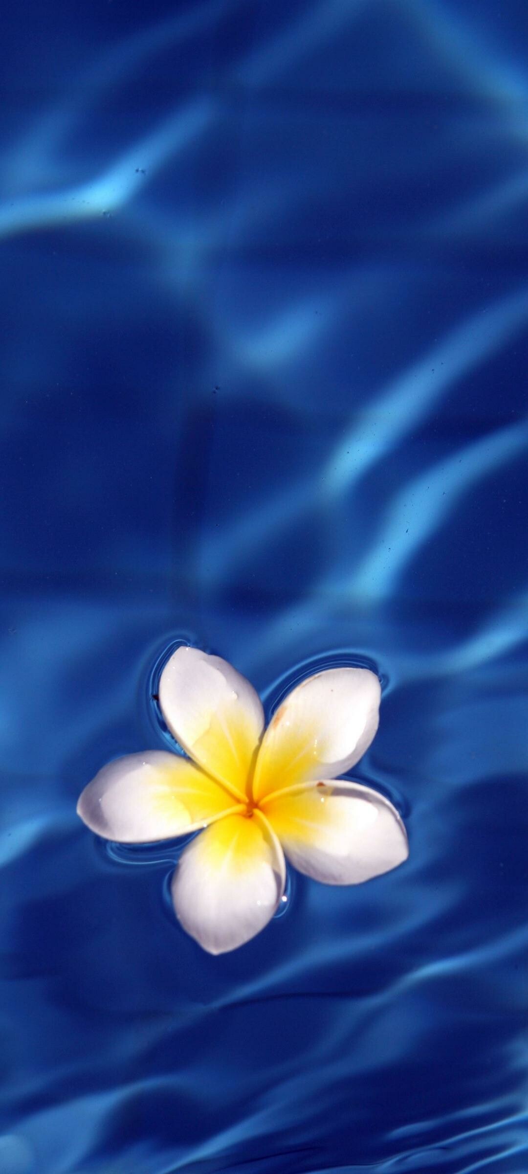 Frangipani Flower: Above all, plumeria need a lot of light, warmth, and humidity. 1080x2400 HD Background.