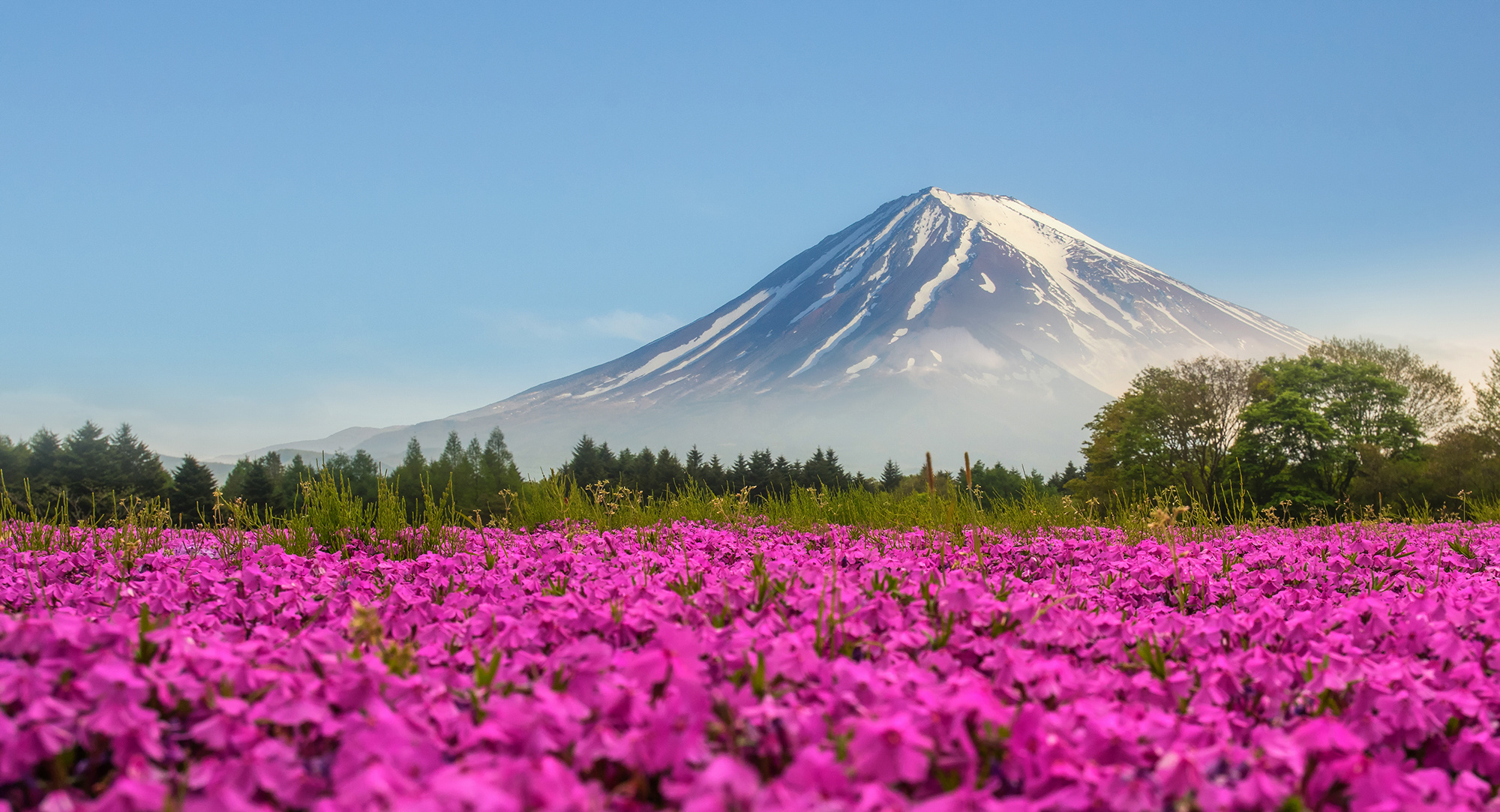Flower Field: Mount Fuji, An area of land with grass and wild plants. 2000x1090 HD Wallpaper.