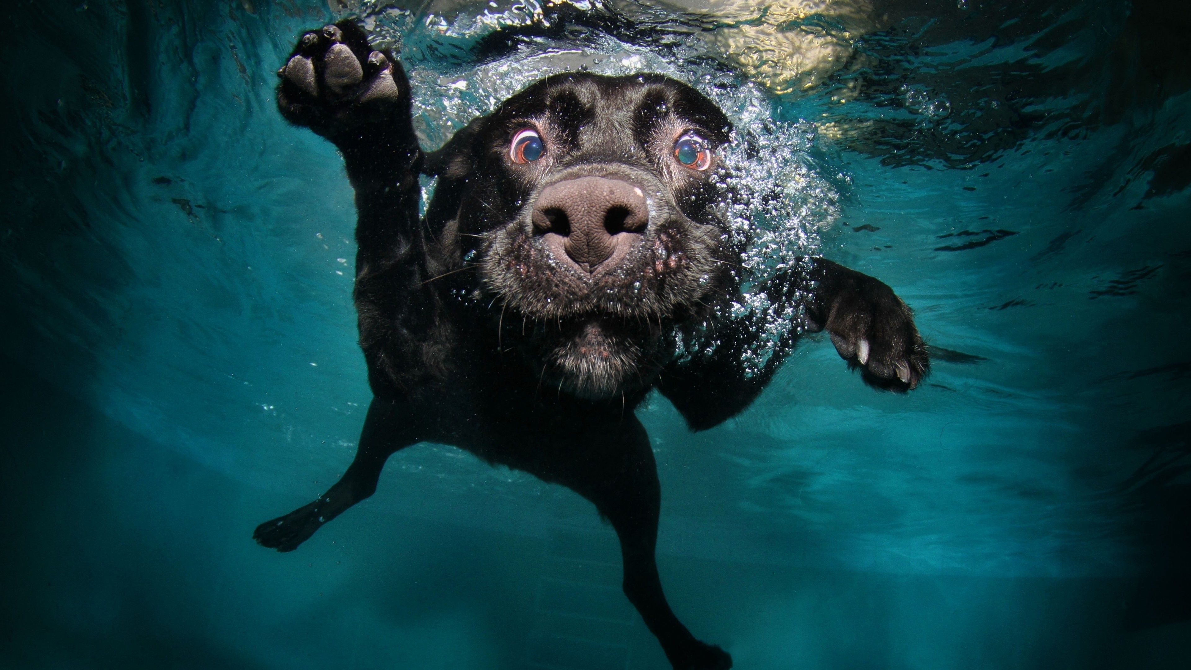Aidi dog, Funny underwater, Humorous wallpaper, 3840x2160 4K Desktop