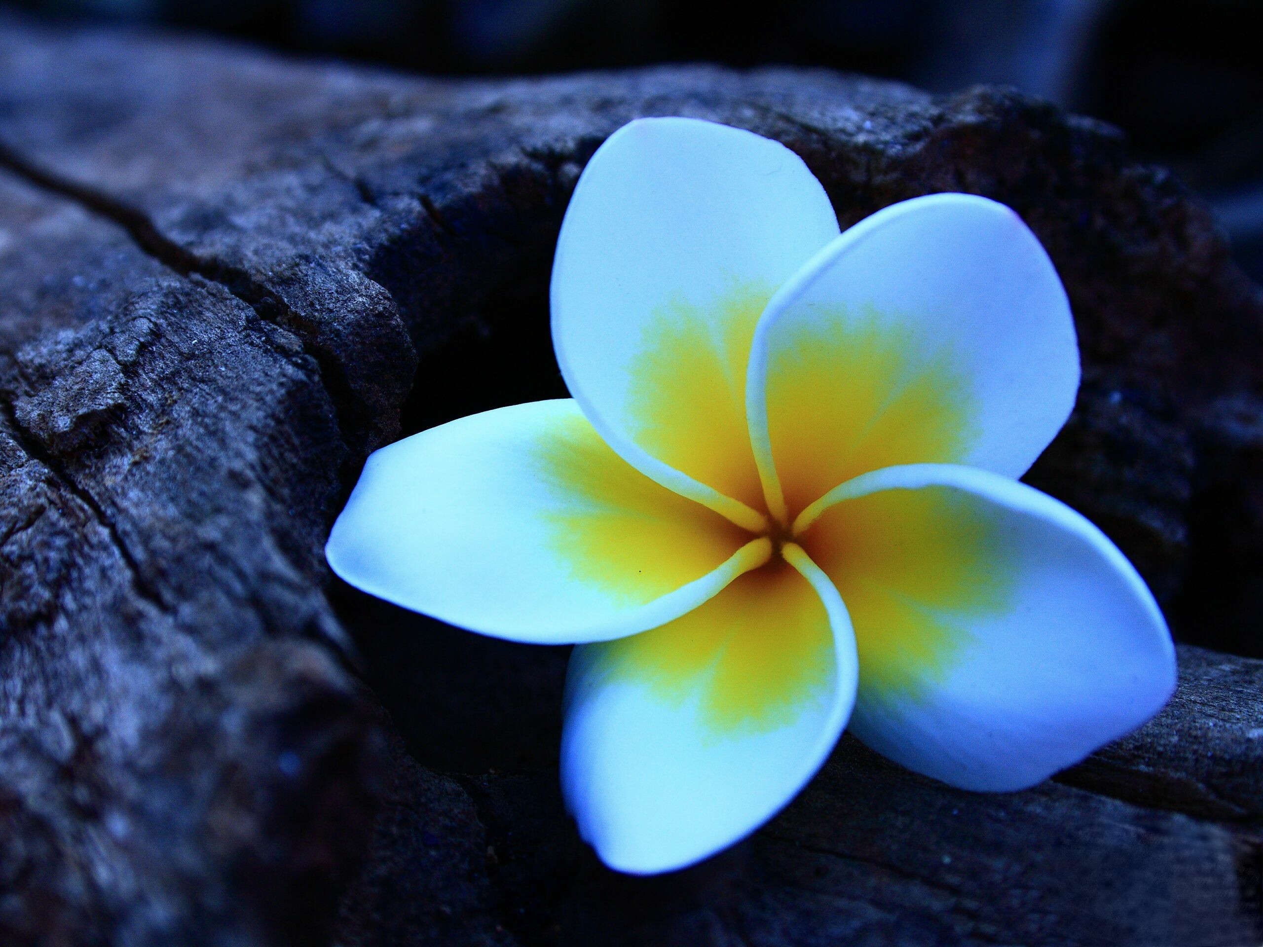Frangipani Flower: In Southeast Asia, the plumeria tree and flowers are considered sacred. 2560x1920 HD Background.