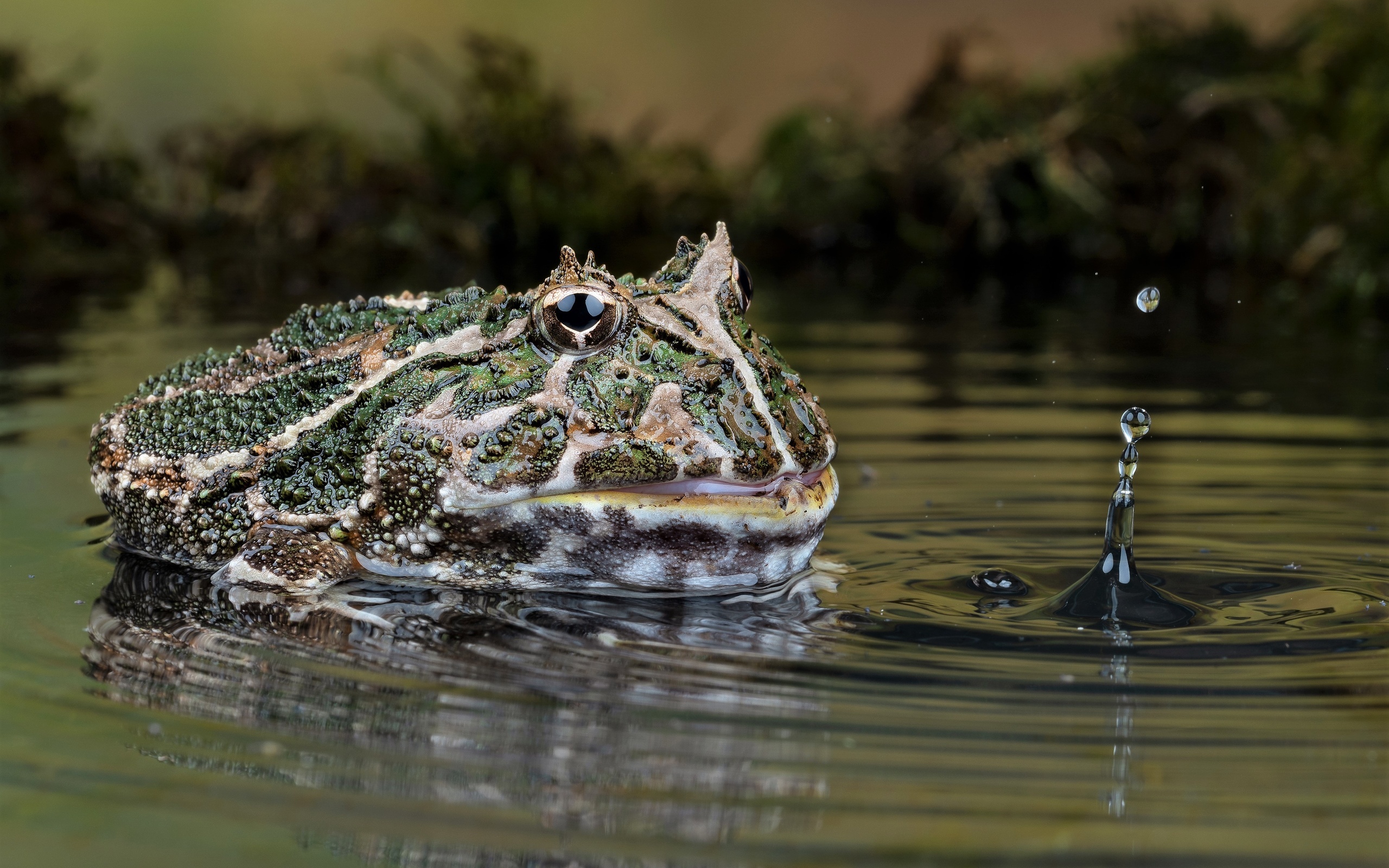 Download wallpaper, Frog imagery, Pond scenery, Toad's habitat, 2560x1600 HD Desktop