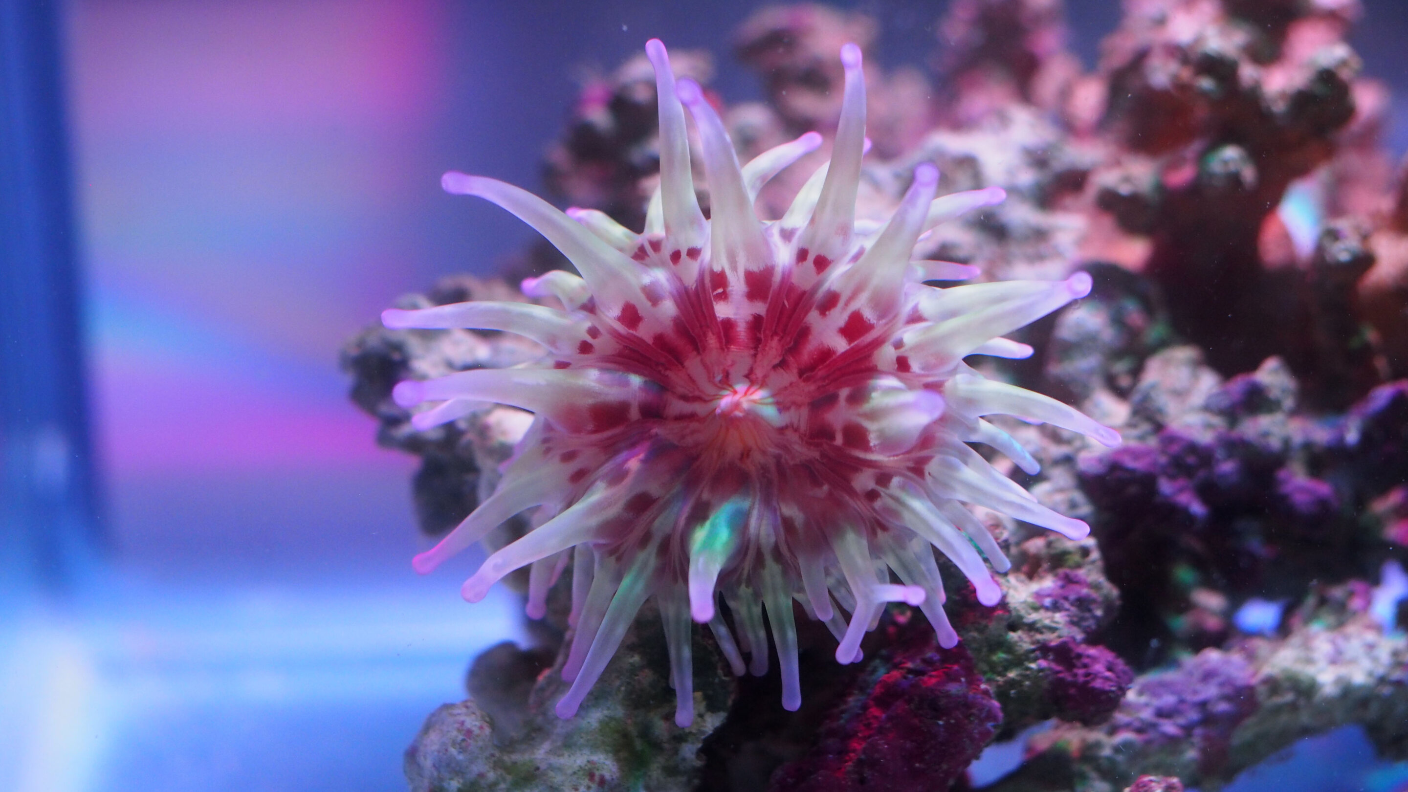 Australian sea anemone, Life saving drugs, 2880x1620 HD Desktop