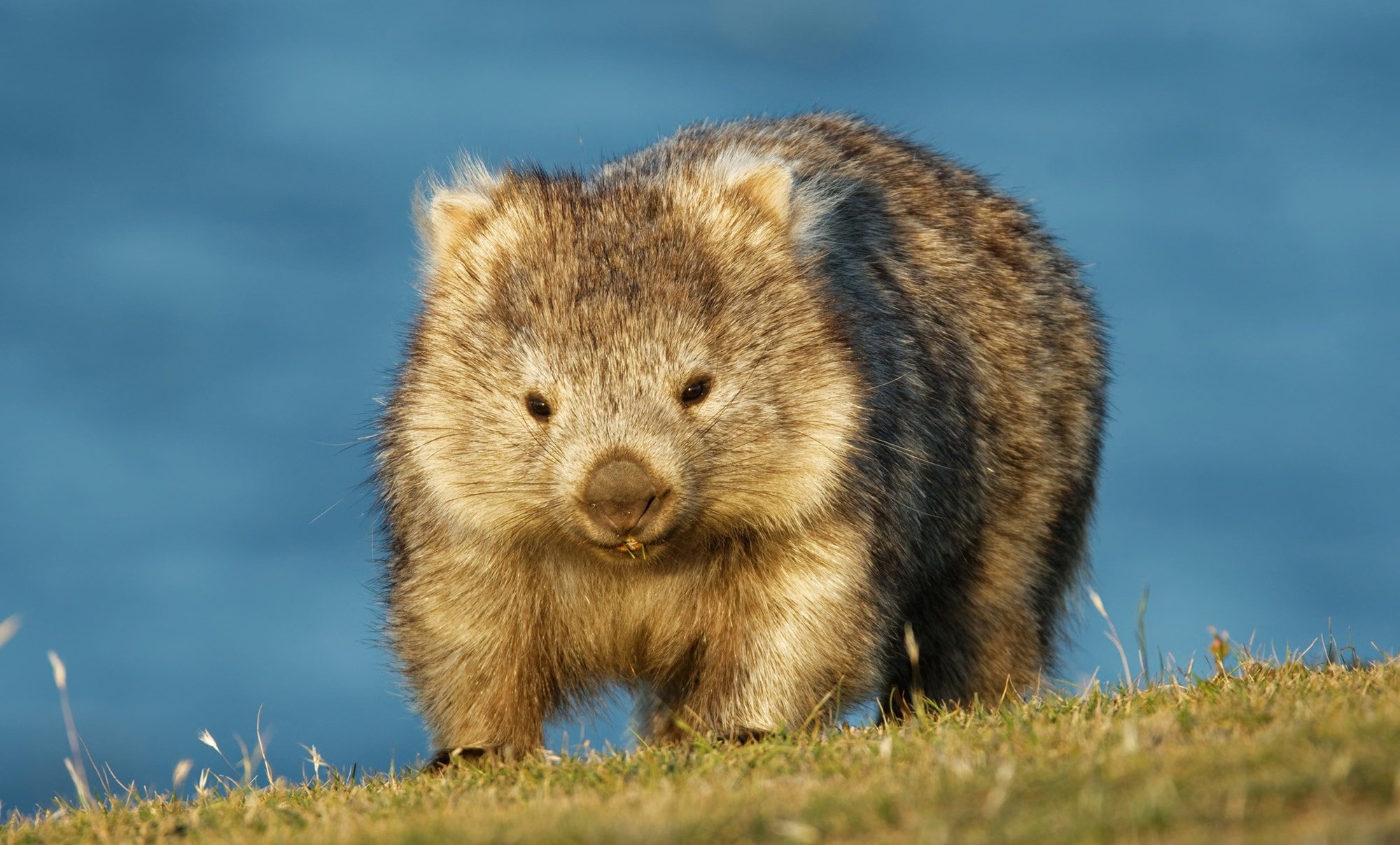 Wombats of Australia, Cute marsupials, Unique wildlife, 2000x1210 HD Desktop