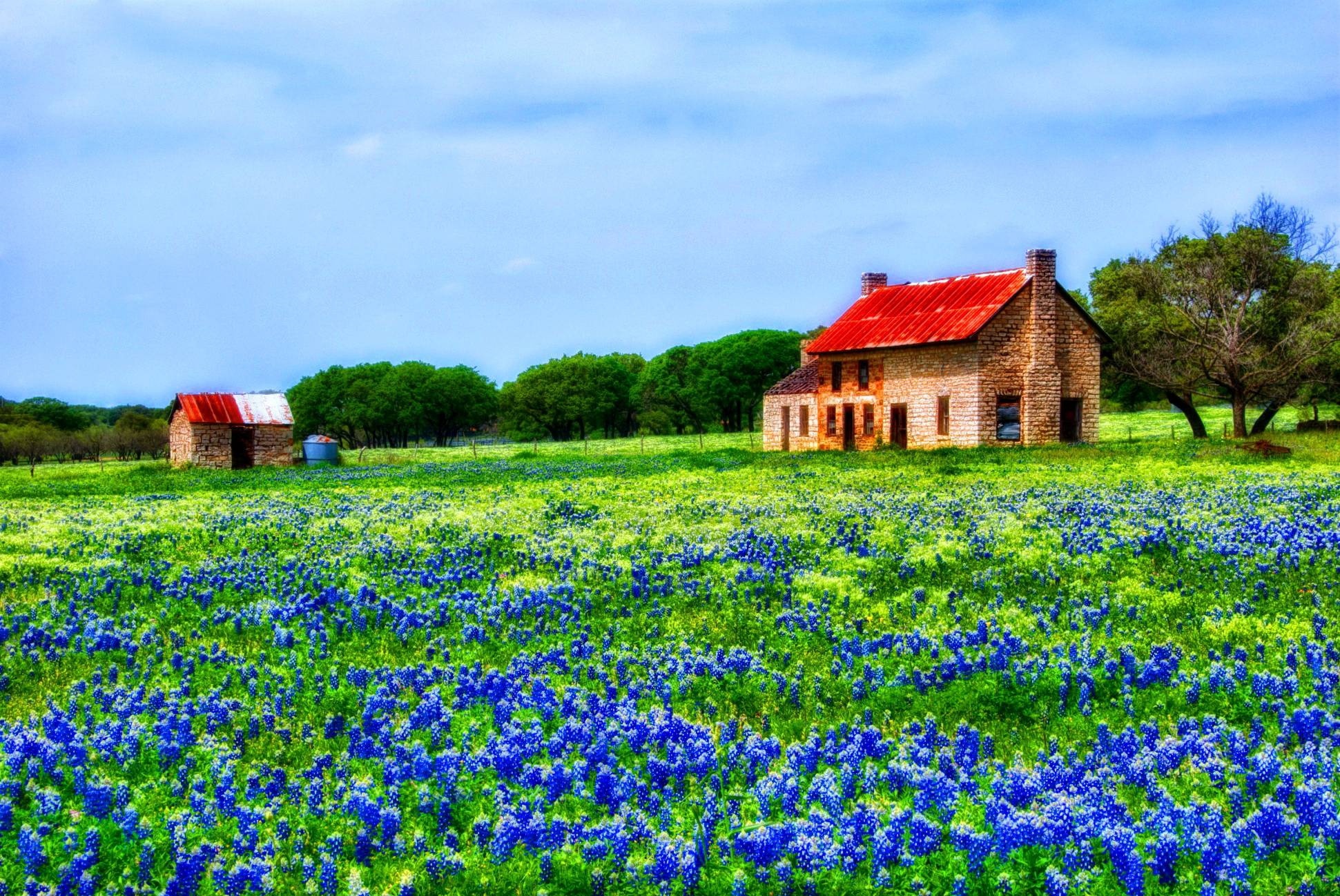 Vibrant bluebonnet field, Natural desktop background, Spring bloom, Texas beauty, 1950x1300 HD Desktop