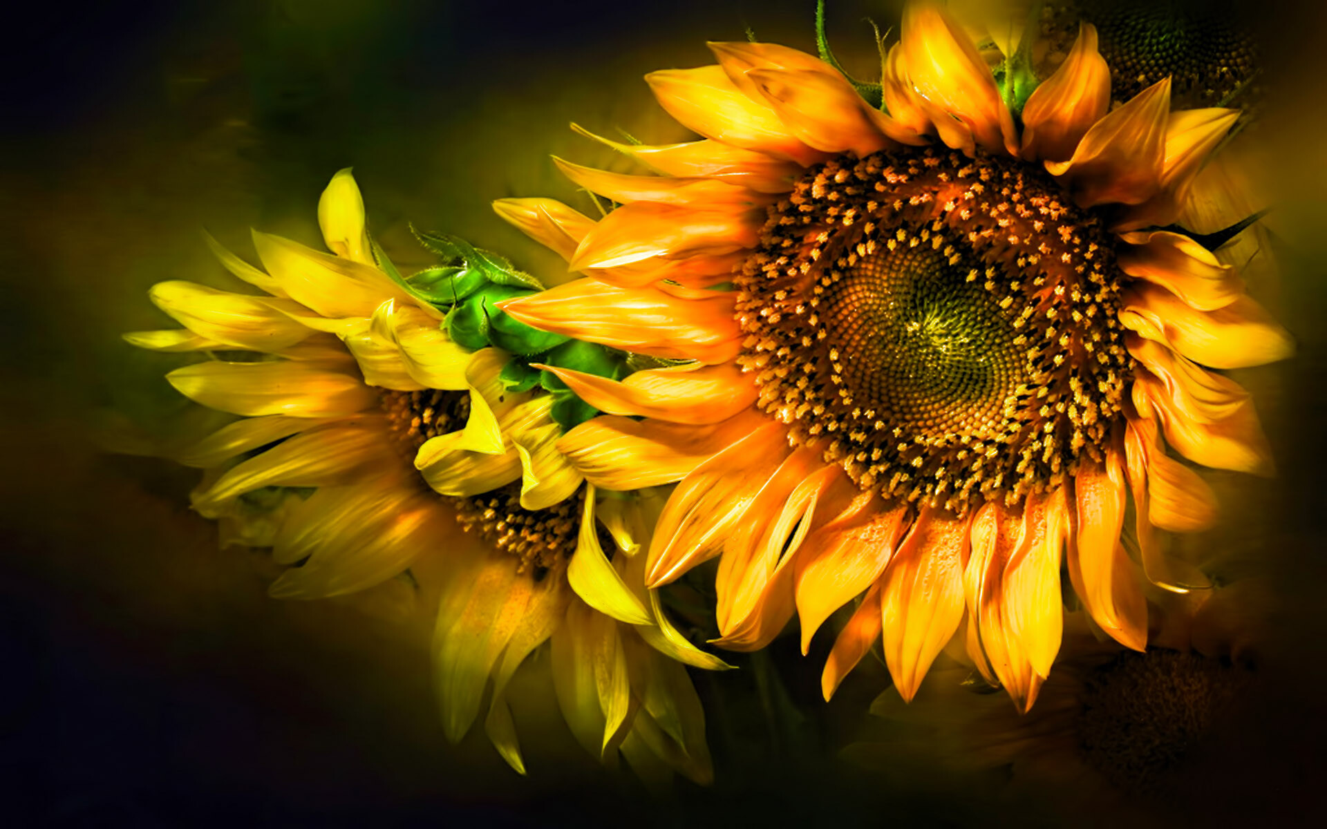 Sunflower: The oil, extracted from the flower's seeds, is used for cooking, as a carrier oil, and to produce margarine and biodiesel, as it is cheaper than olive oil. 1920x1200 HD Background.