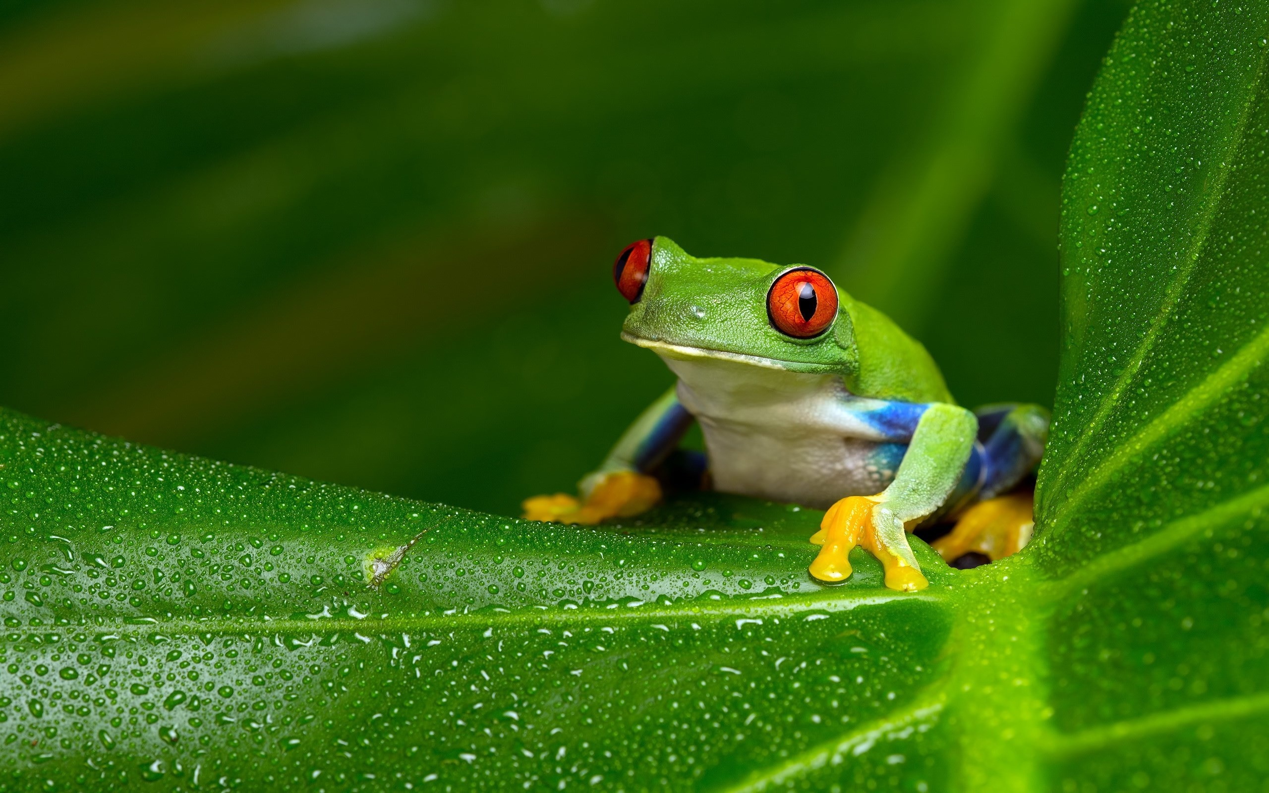 Beautiful tree frog, Vibrant red-eyed frog, Nature's marvels, Wallpaper access, 2560x1600 HD Desktop