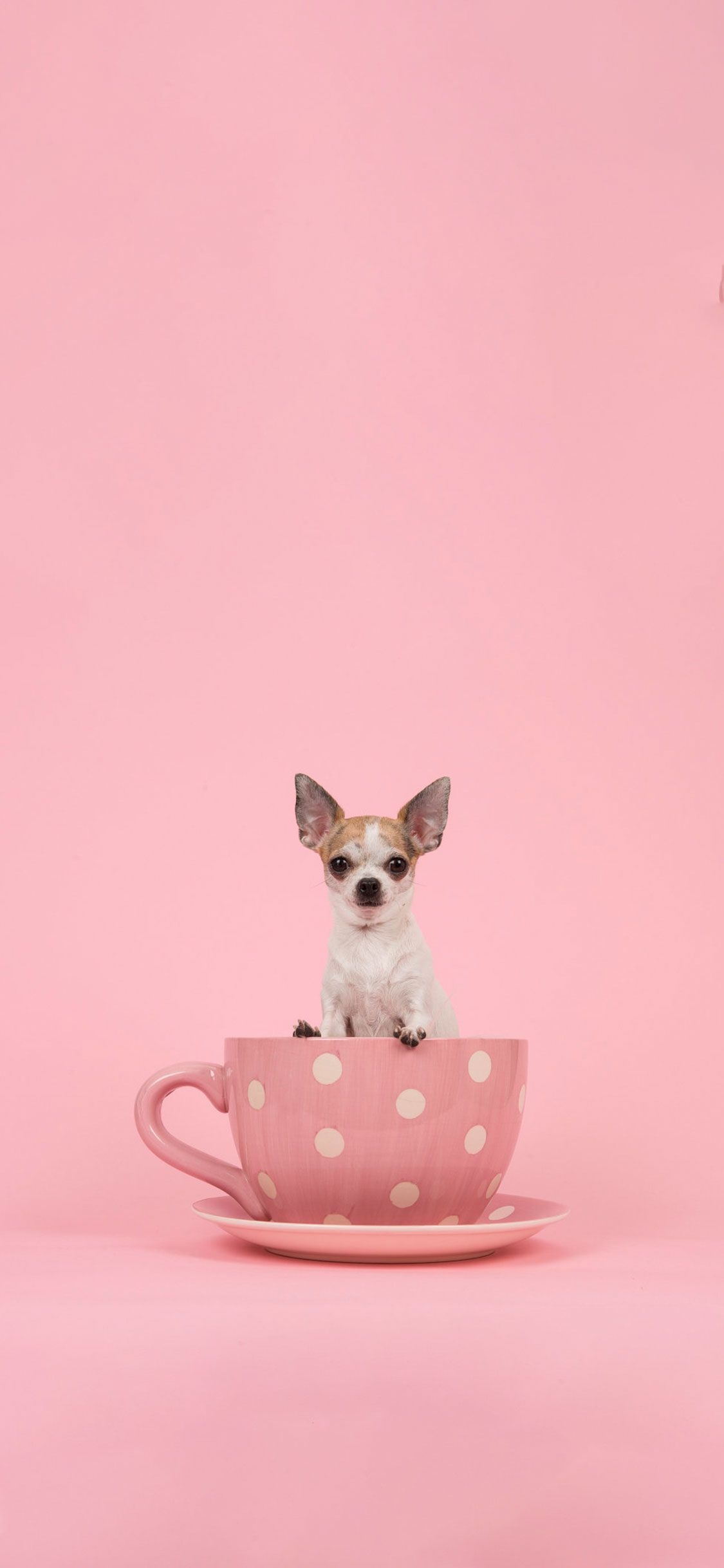 Pink dog, Adorable Chihuahua, Popular wallpapers, Cute and cuddly, 1130x2440 HD Handy