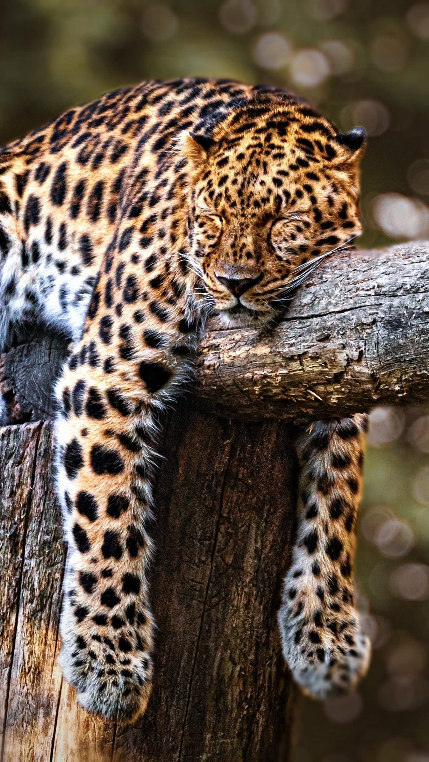 Animal leopard, Wild beauty, 1440x2560 HD Phone