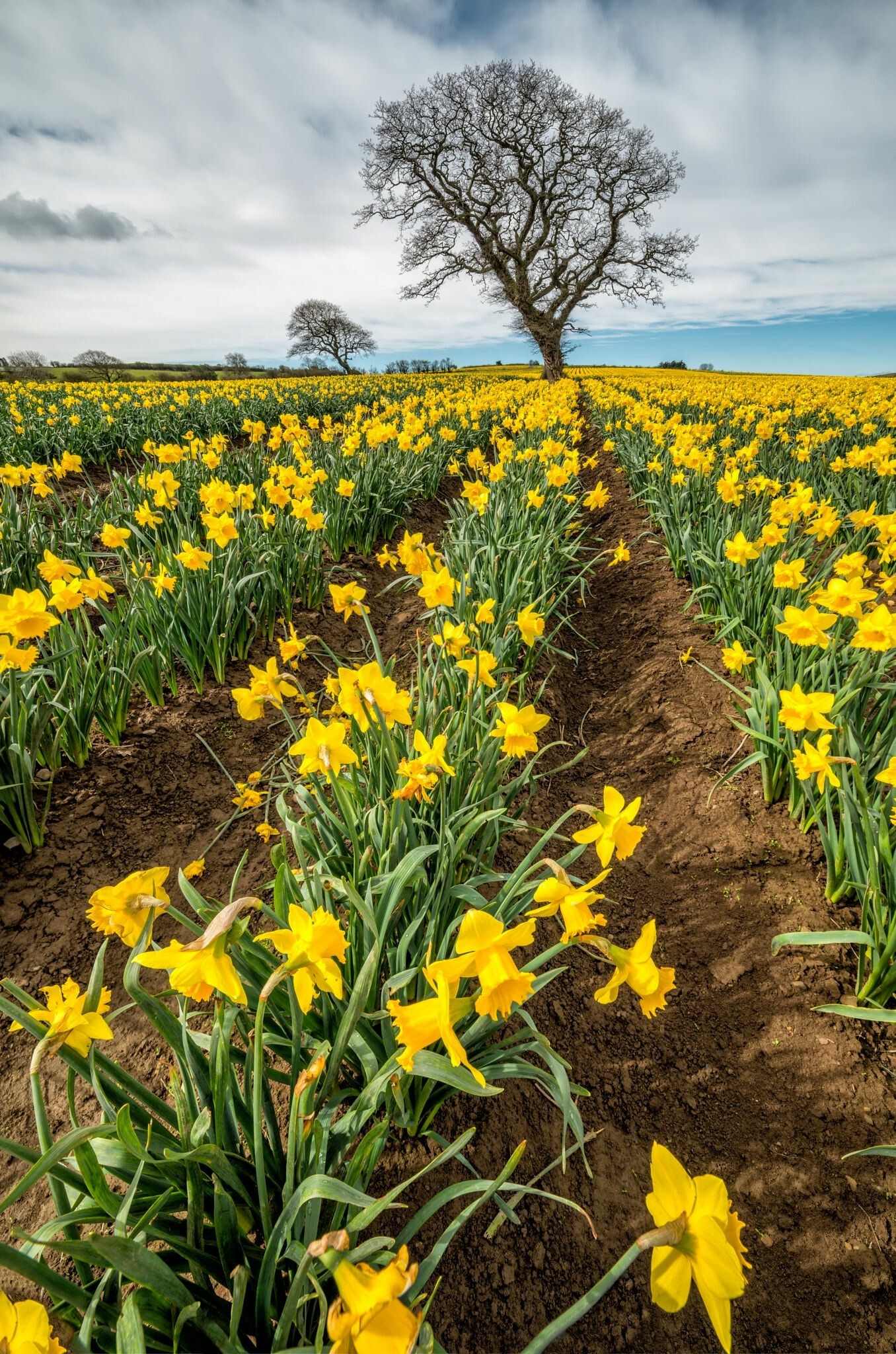 Daffodil: Trees in a field of daffodils in springtime in Wales UK, Flower field. 1360x2050 HD Background.