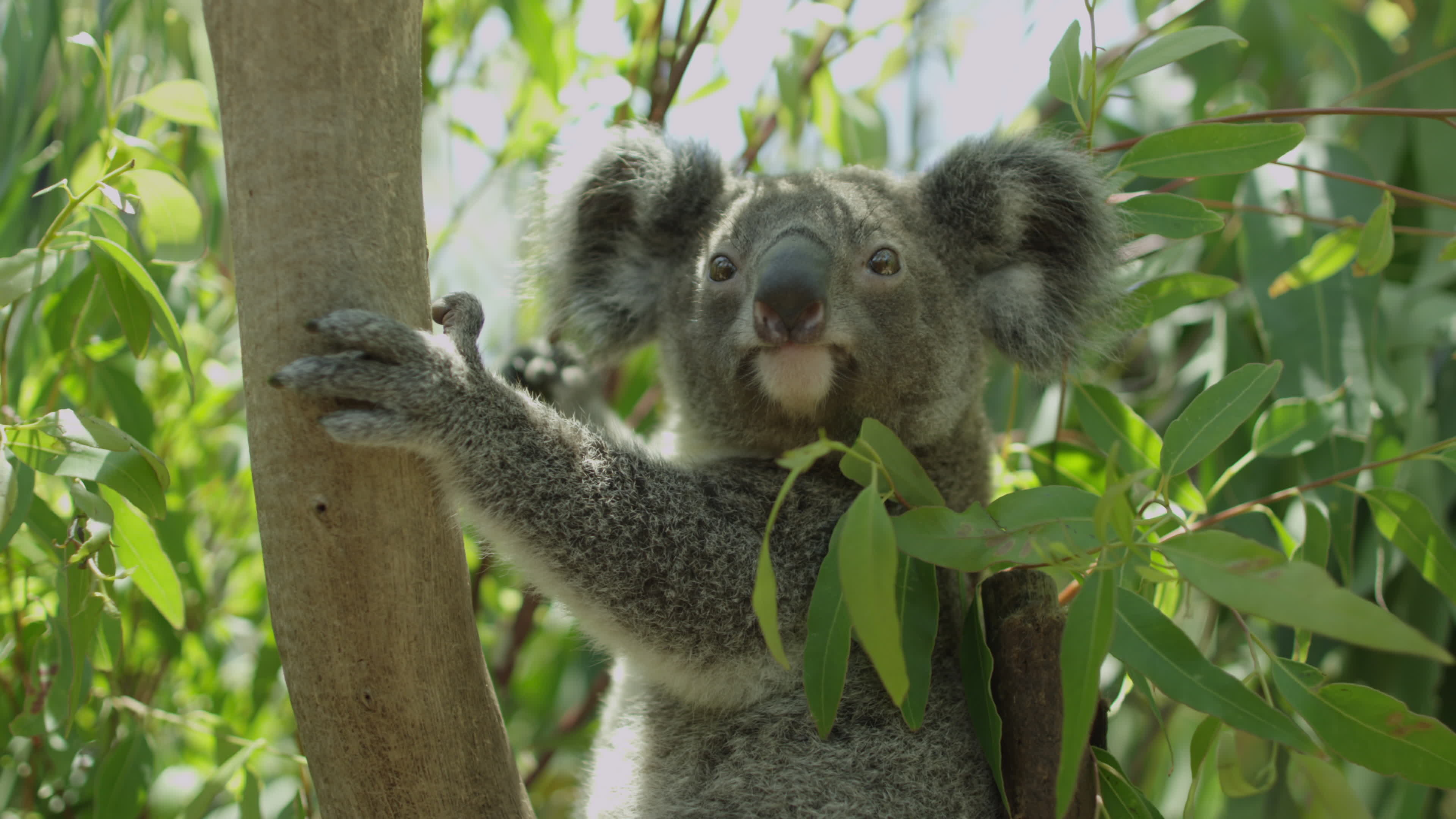 Koala im baum, Australien, Stock video, Vecteezy, 3840x2160 4K Desktop