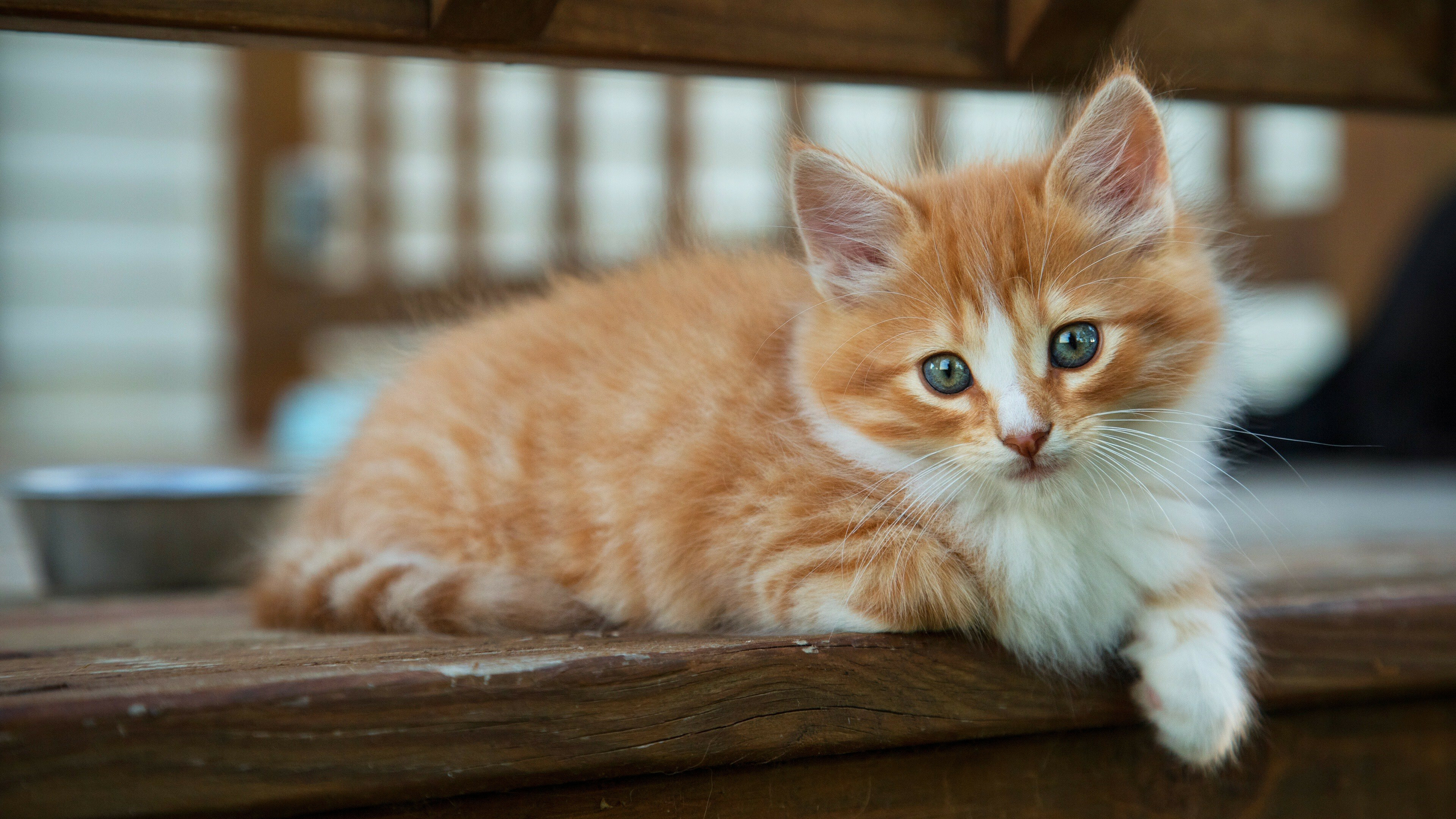 Kitten: A member of the Felidae, Red cat. 3840x2160 4K Wallpaper.