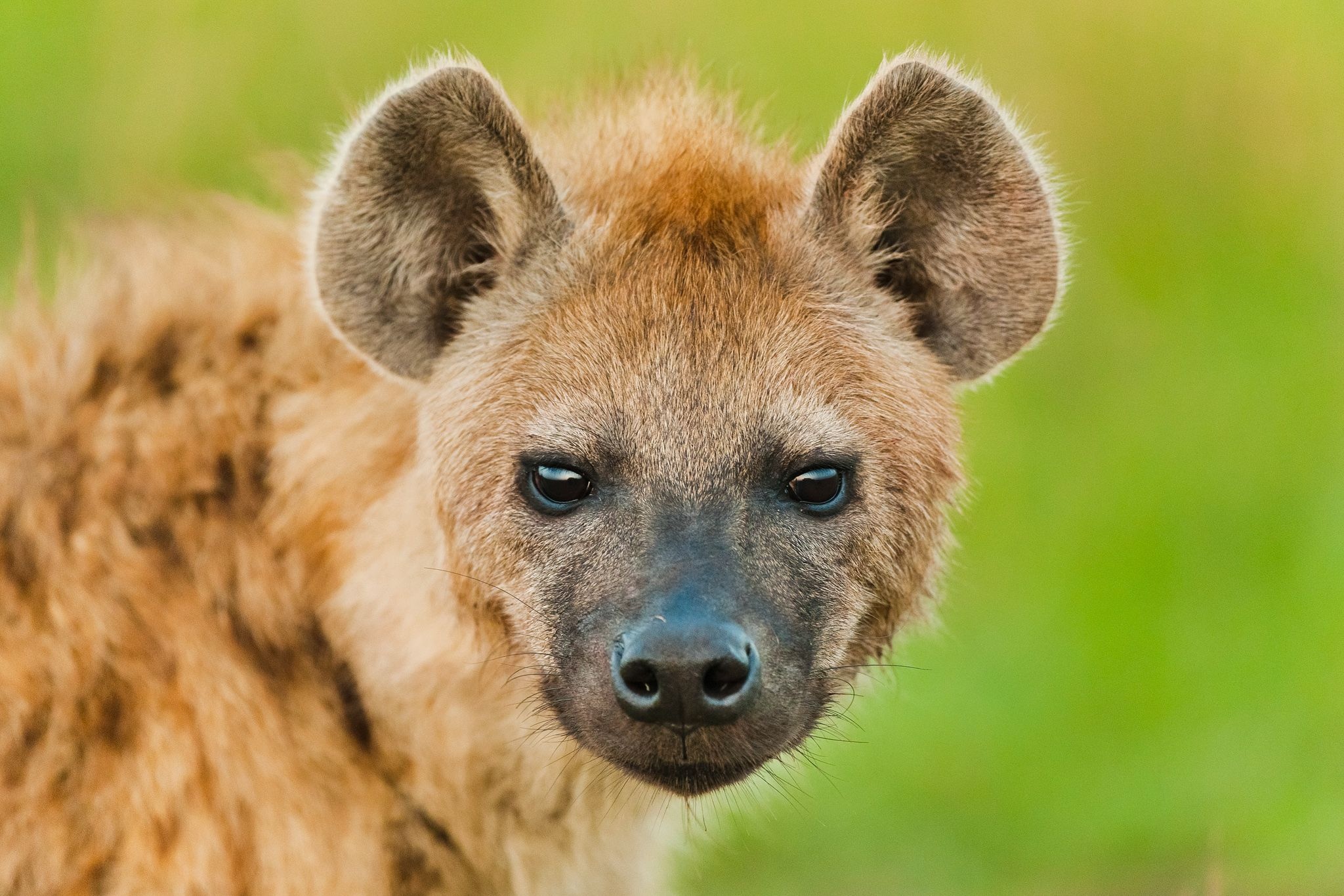 Hyena, Fascinating creatures, African wildlife, Nature photography, 2050x1370 HD Desktop