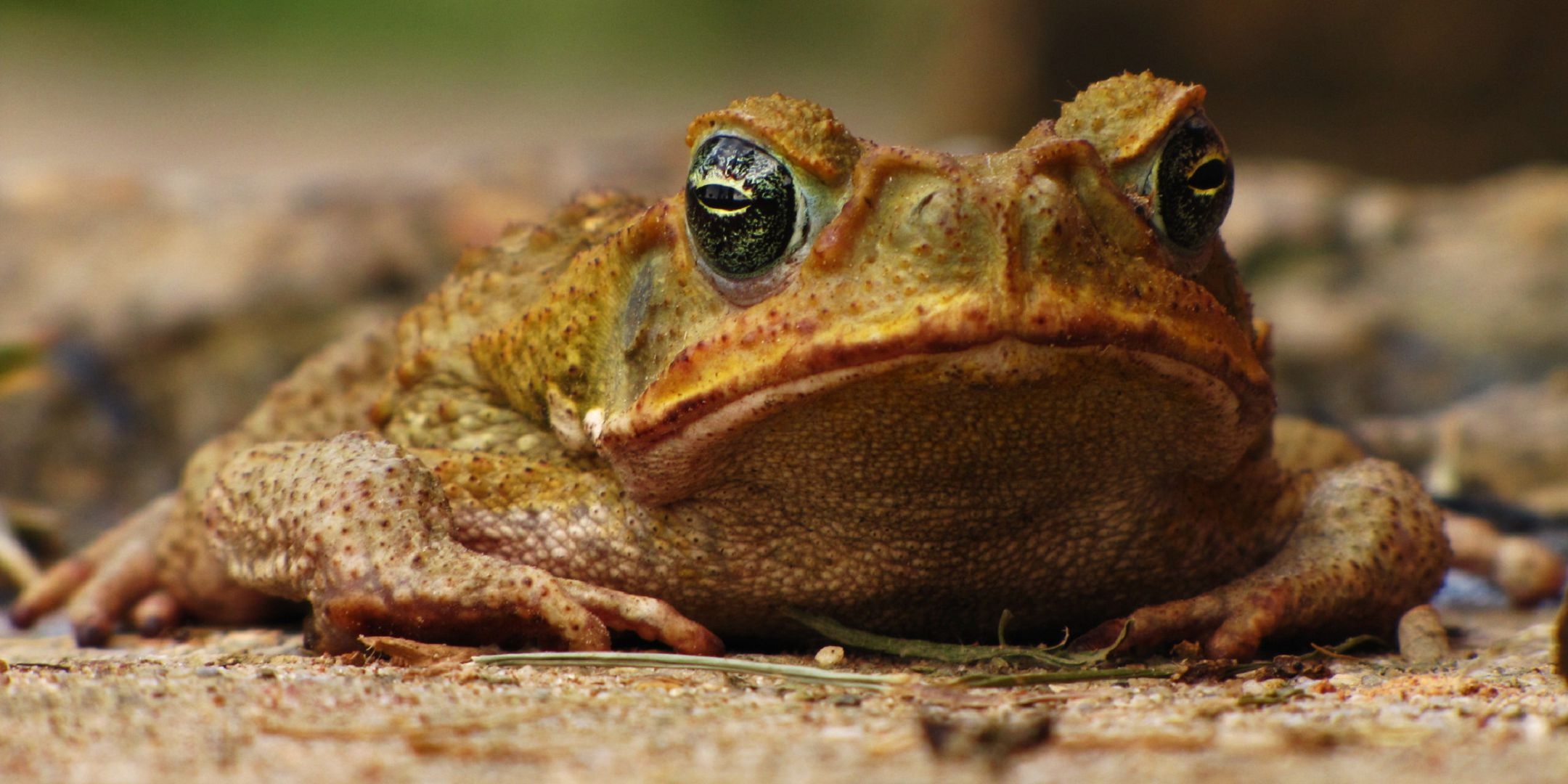 Cane toad, Amphibious creature, Desktop background, Animal species, 2160x1080 Dual Screen Desktop