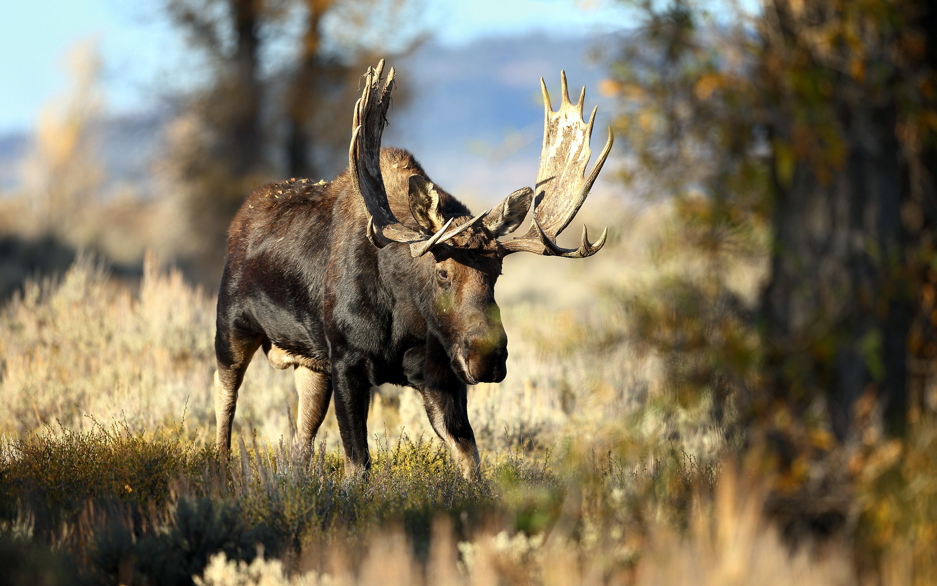 Enigmatic moose, Wilderness beauty, Nature's portrait, Striking visuals, 1920x1200 HD Desktop