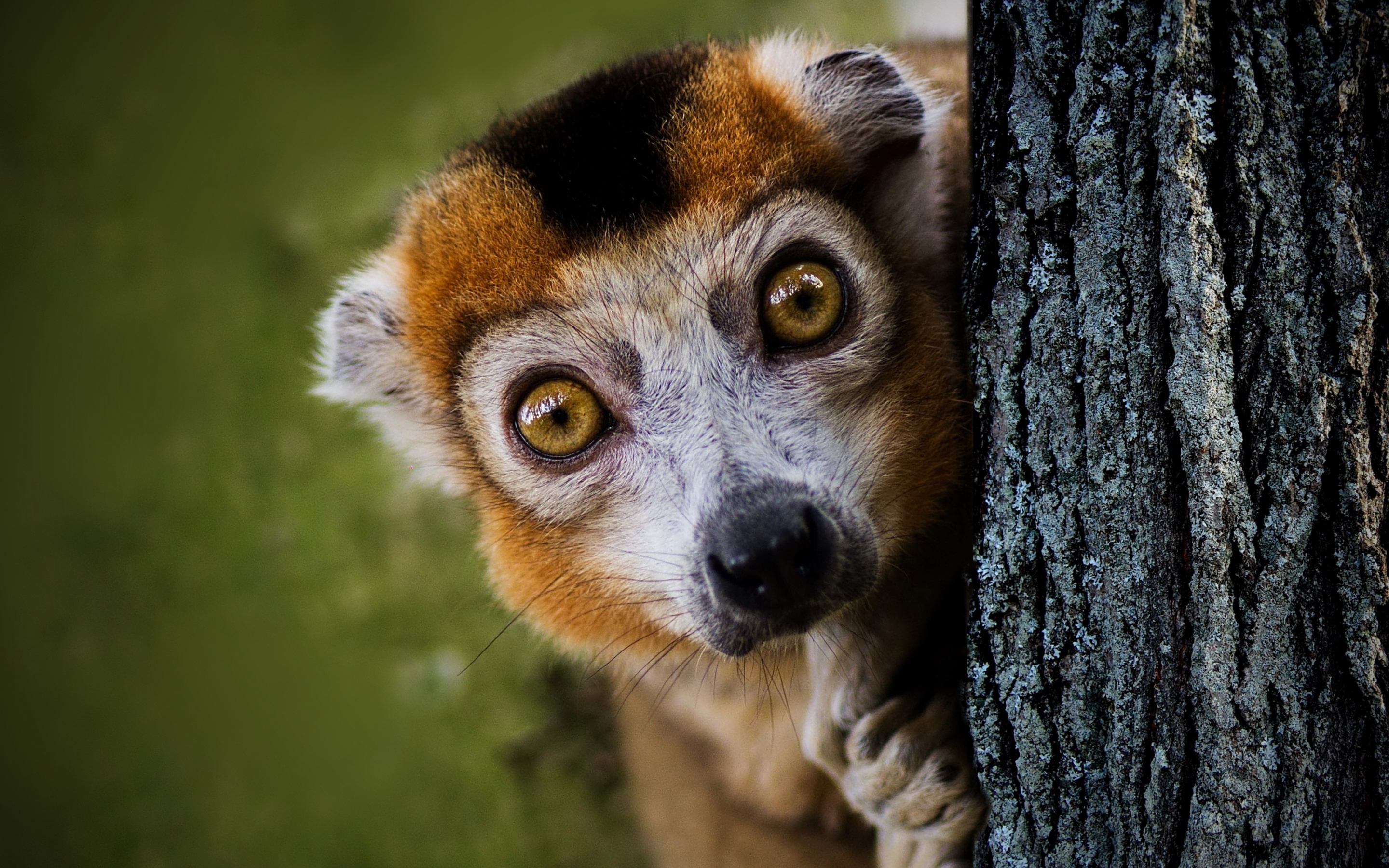 Ring Tailed Lemur, Animals, Wildlife curious, Mac Pro backdrop, 2880x1800 HD Desktop