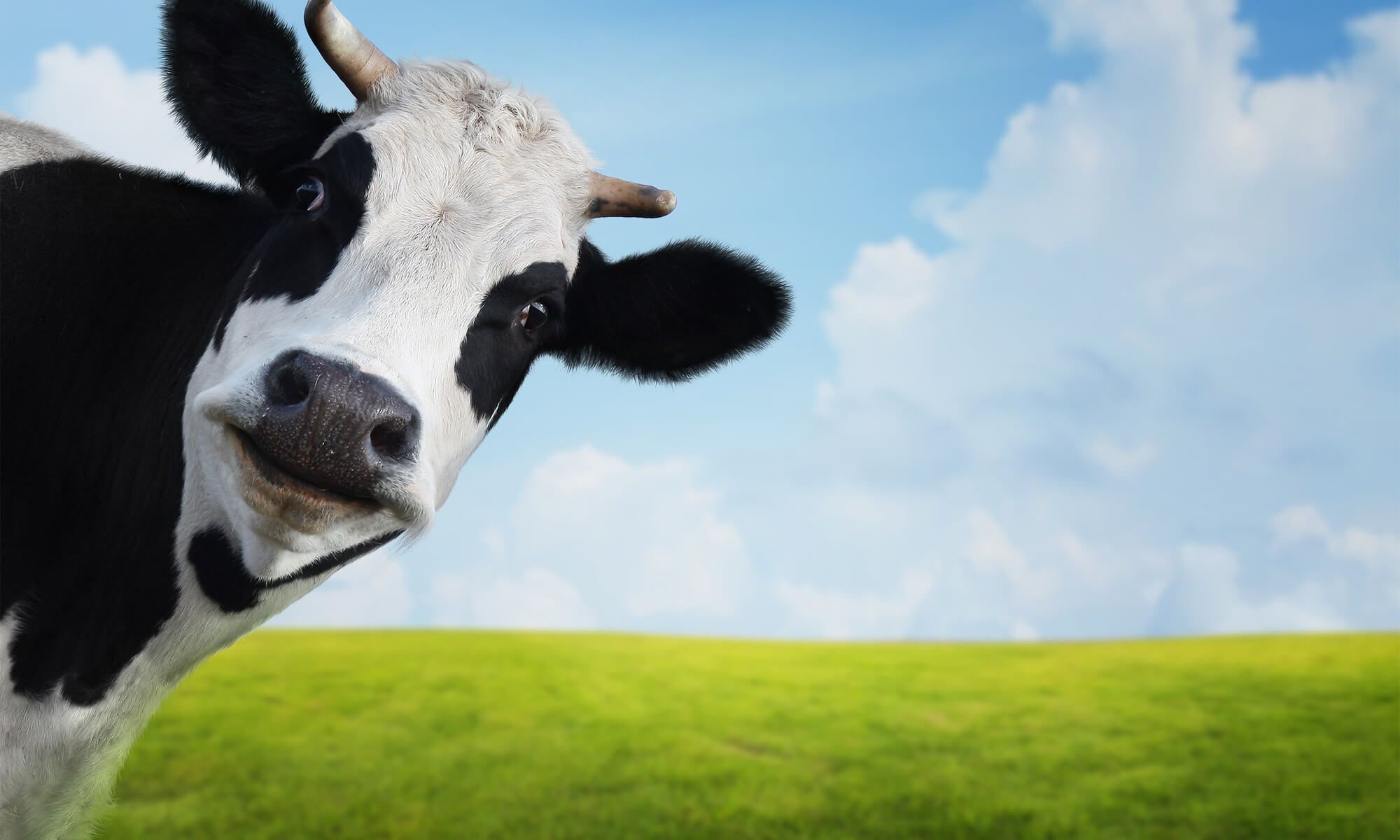 Distinctive cow wallpapers, Beloved farm animal, Pastoral charm, Captivating visuals, 2000x1200 HD Desktop