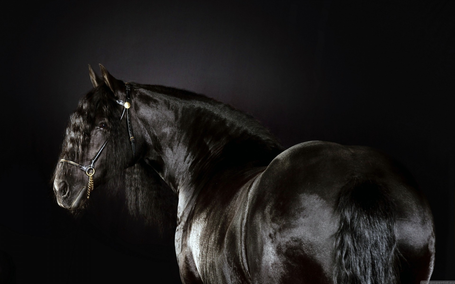 Horse: The Friesian, An old breed dating from the Middle Ages. 1920x1200 HD Background.