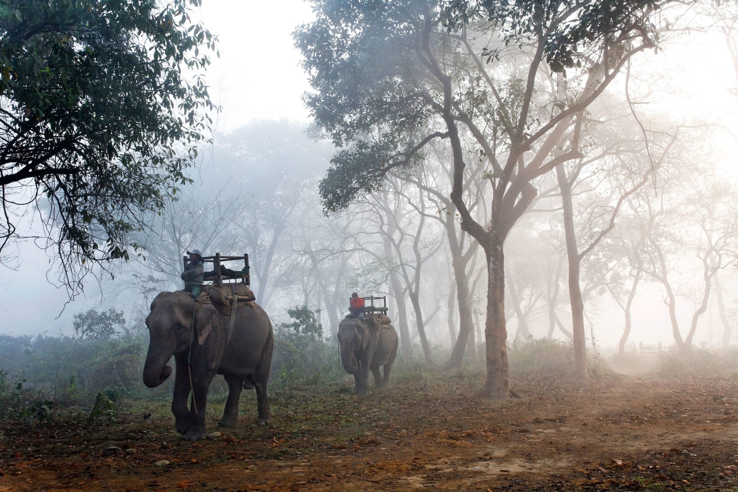 Chitwan National Park, Conservation victory, Nepal, Travels, 2560x1710 HD Desktop